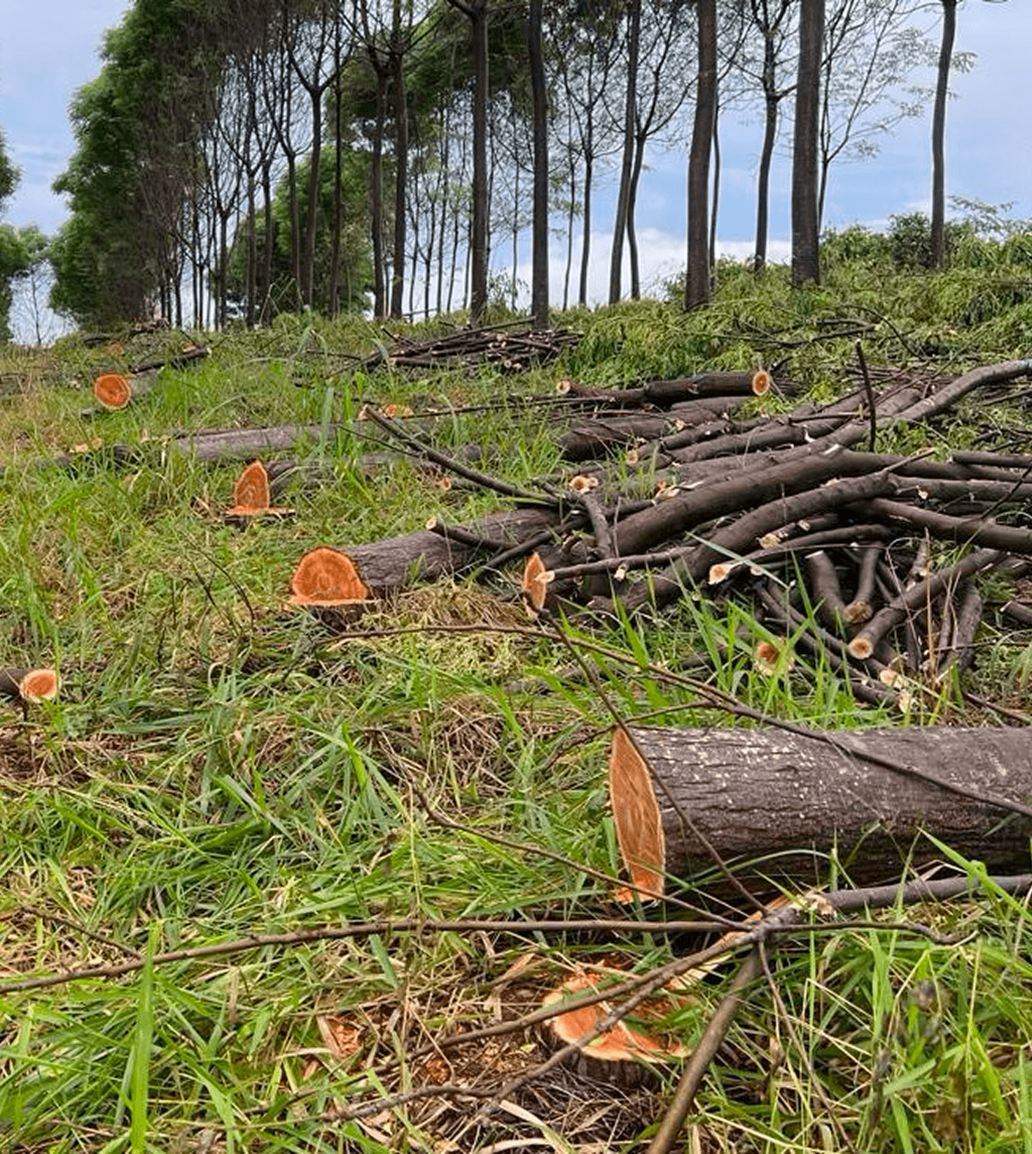Gardener team at work
