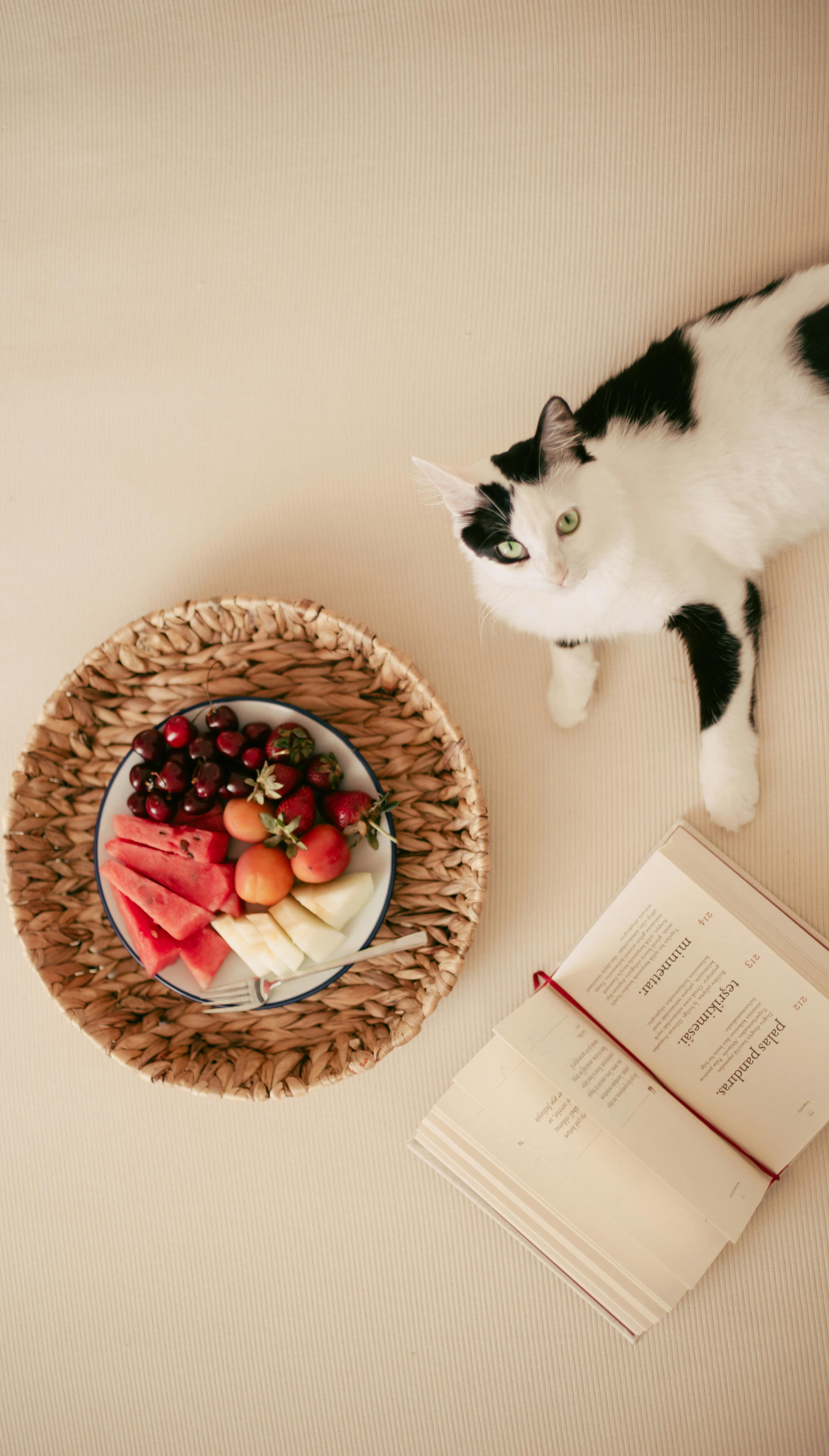 15 Human Foods Safe for Cat Treats