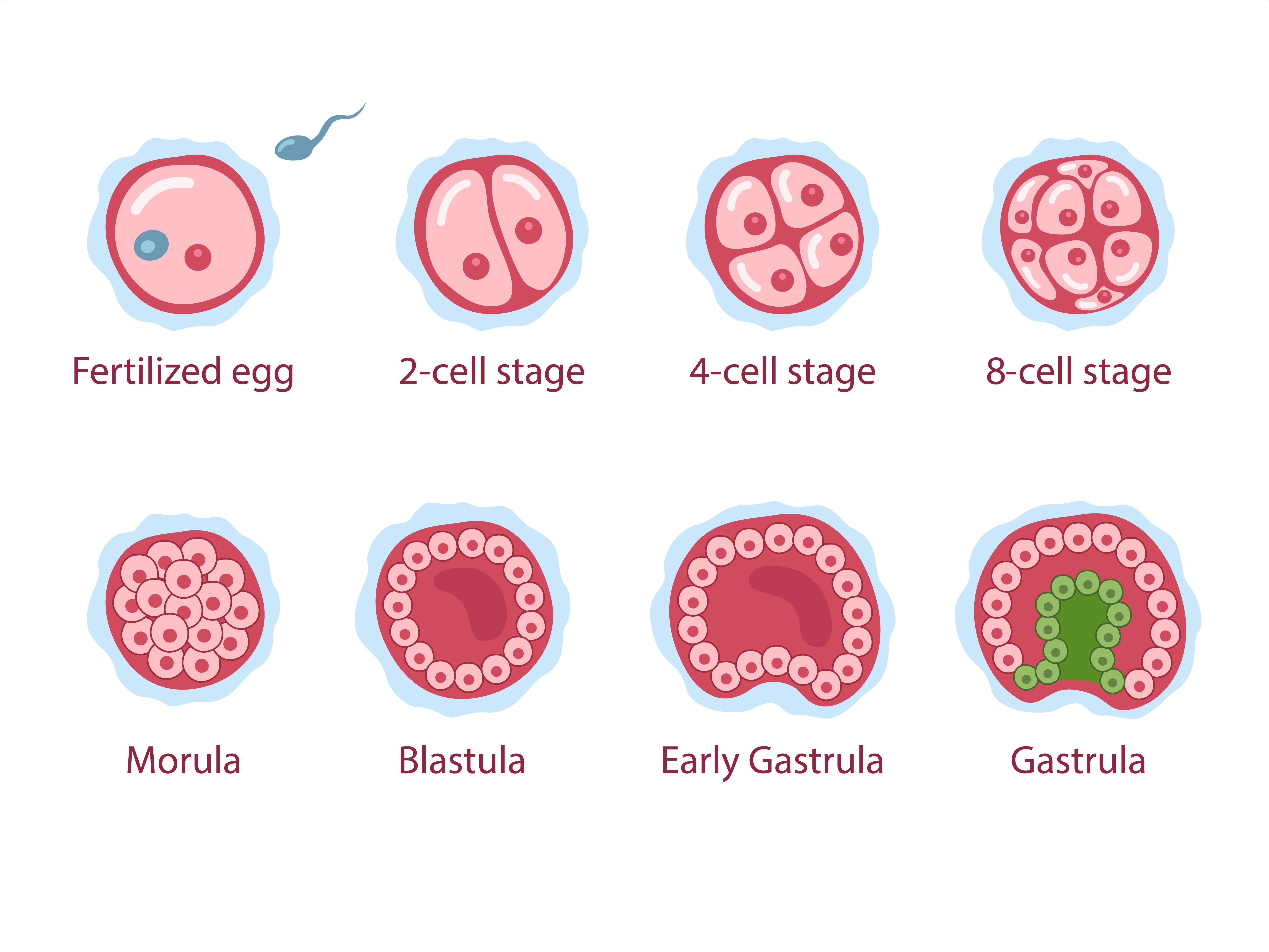 Embryonic Development
