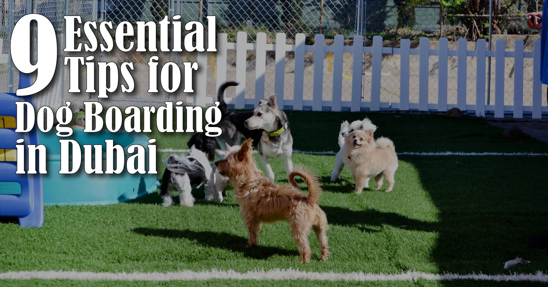 9 Essential Tips for Dog Boarding in Dubai: A Comprehensive Guide