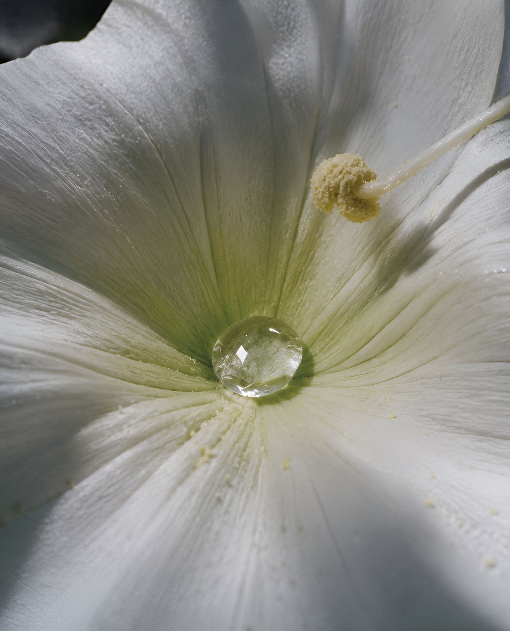 Close-up of a white flower with a single water droplet resting in the center, softly lit to highlight delicate petals and subtle texture.