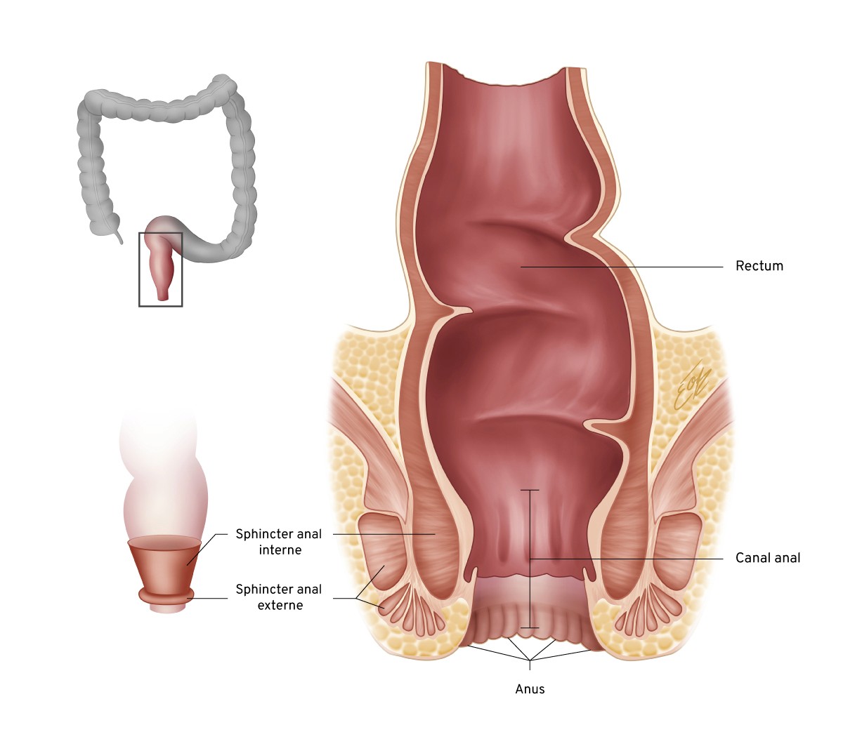 Illustration scientifique l'anatomie du rectum/canal anal/ anus en couleurs par l'illustratrice scientifique Élodie Ouellet-Belleau.