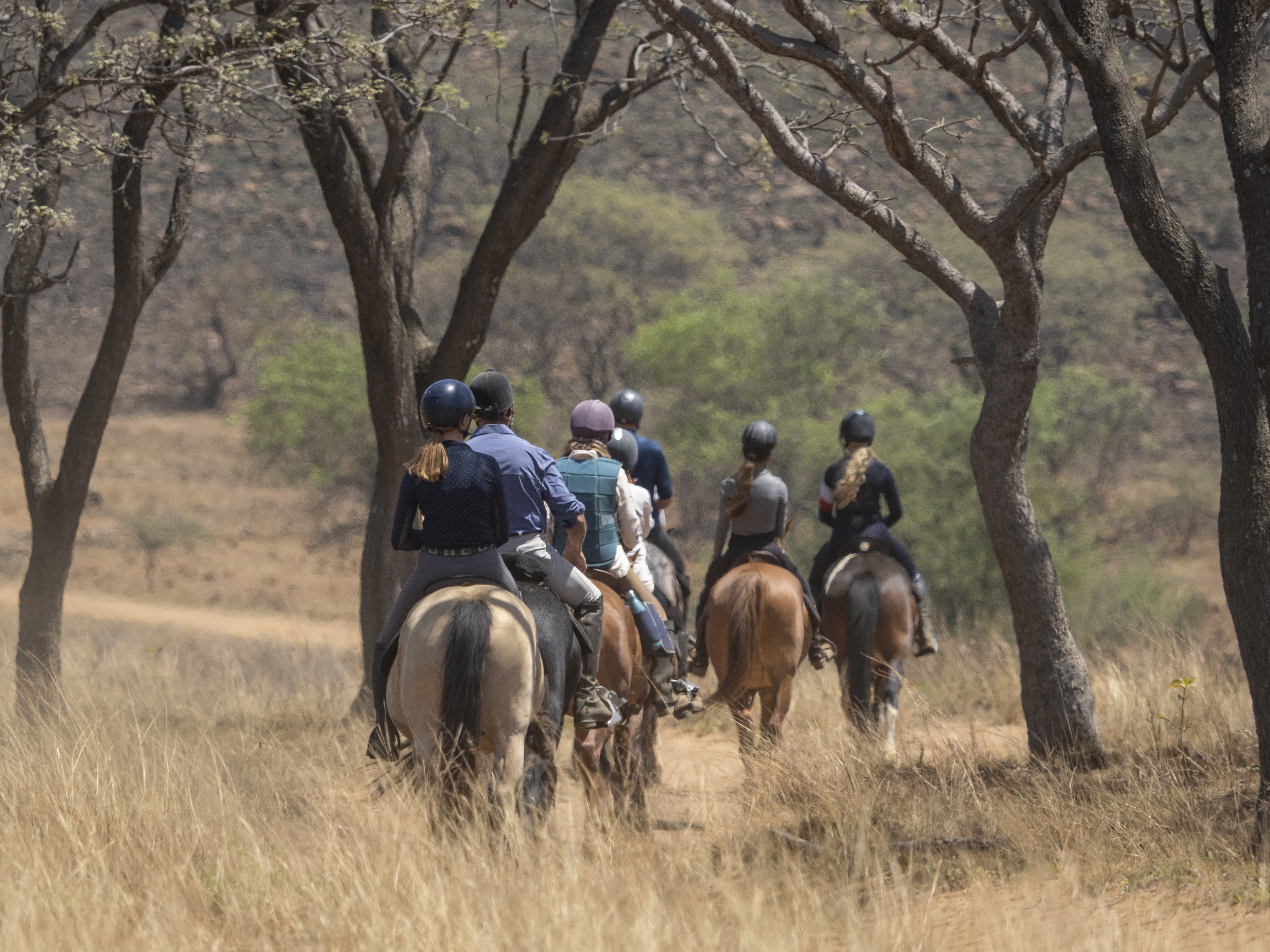 African Explorer, Botswana. En lång rad gnuer rör sig över slätterna med ryttarna i bakgrunden – ett klassiskt motiv från en ridsemester i Botswana.