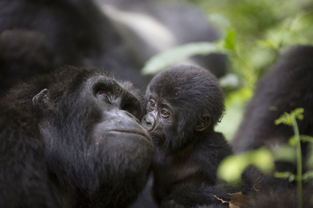 The-Higlights-Ugandas----11-tägige-Safari-12