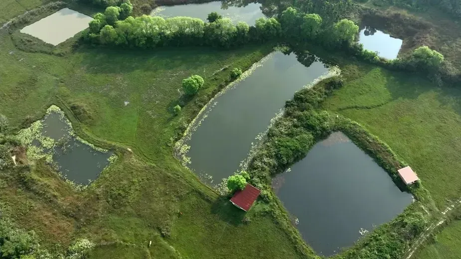 How Swasya Living Contributes to Biodiversity Conservation.webp