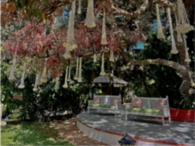 Unroasted coffee beans