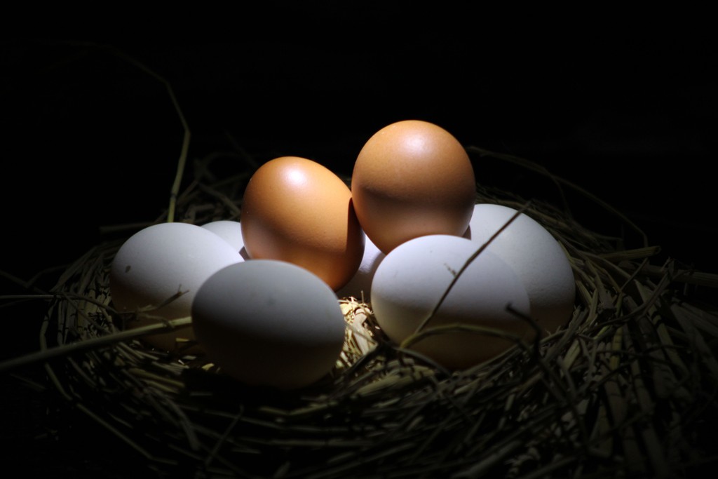 Huevos frescos de gallinas ponedoras para evaluar la calidad del cascarón