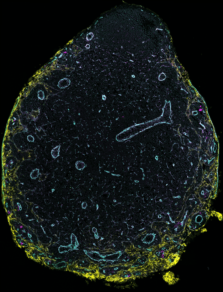 B Cell