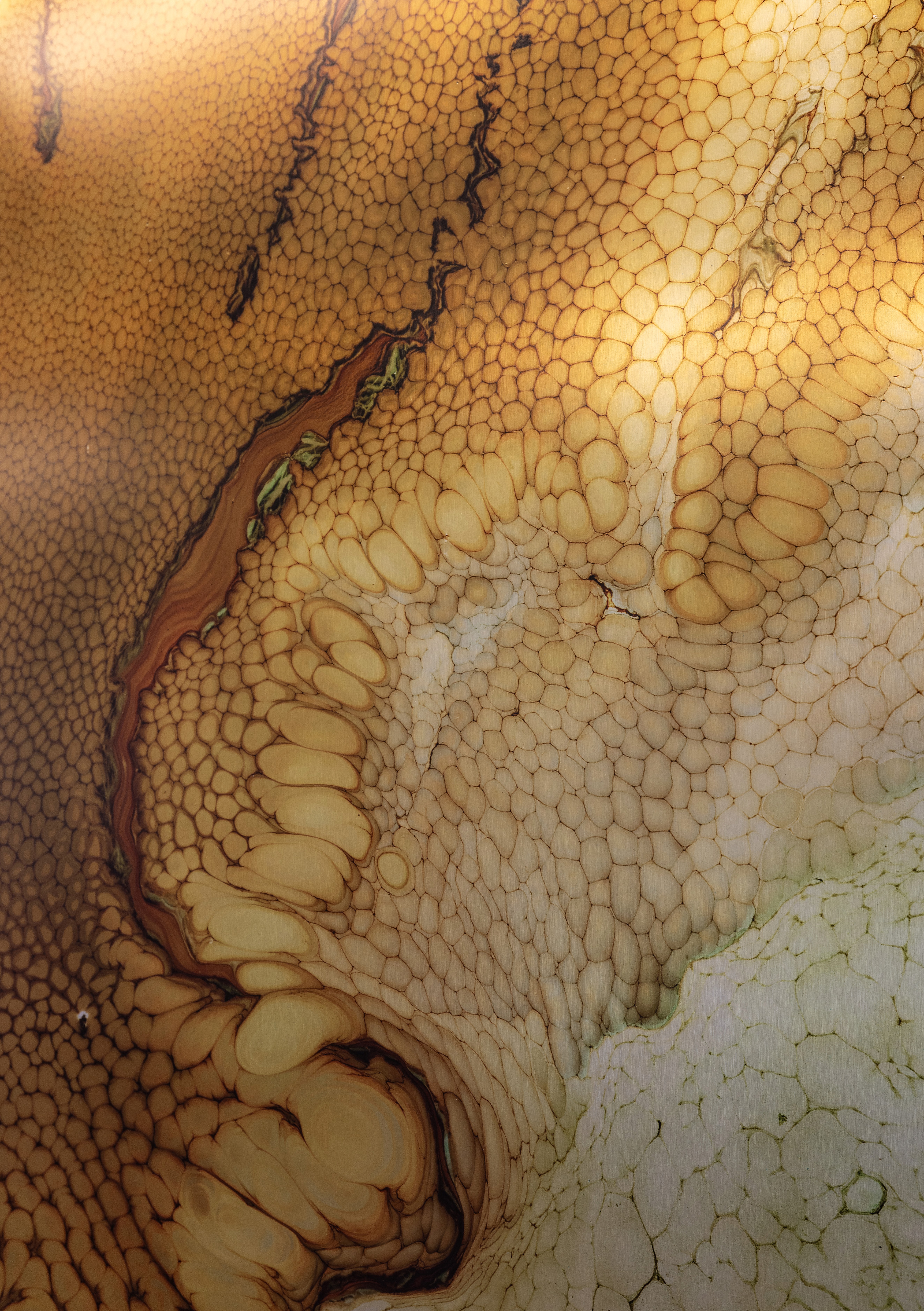 A woman observes framed black-and-white photographs in warm golden light