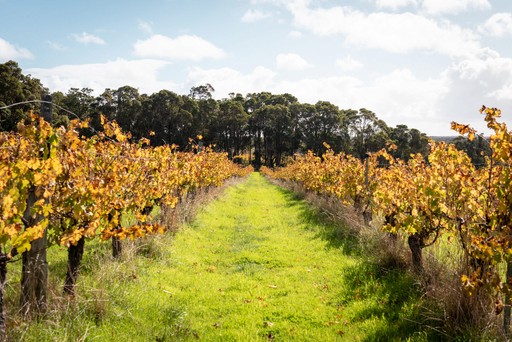 Rustic vineyard in autumn - yellow leaves and a sunny sky with scattered clouds
