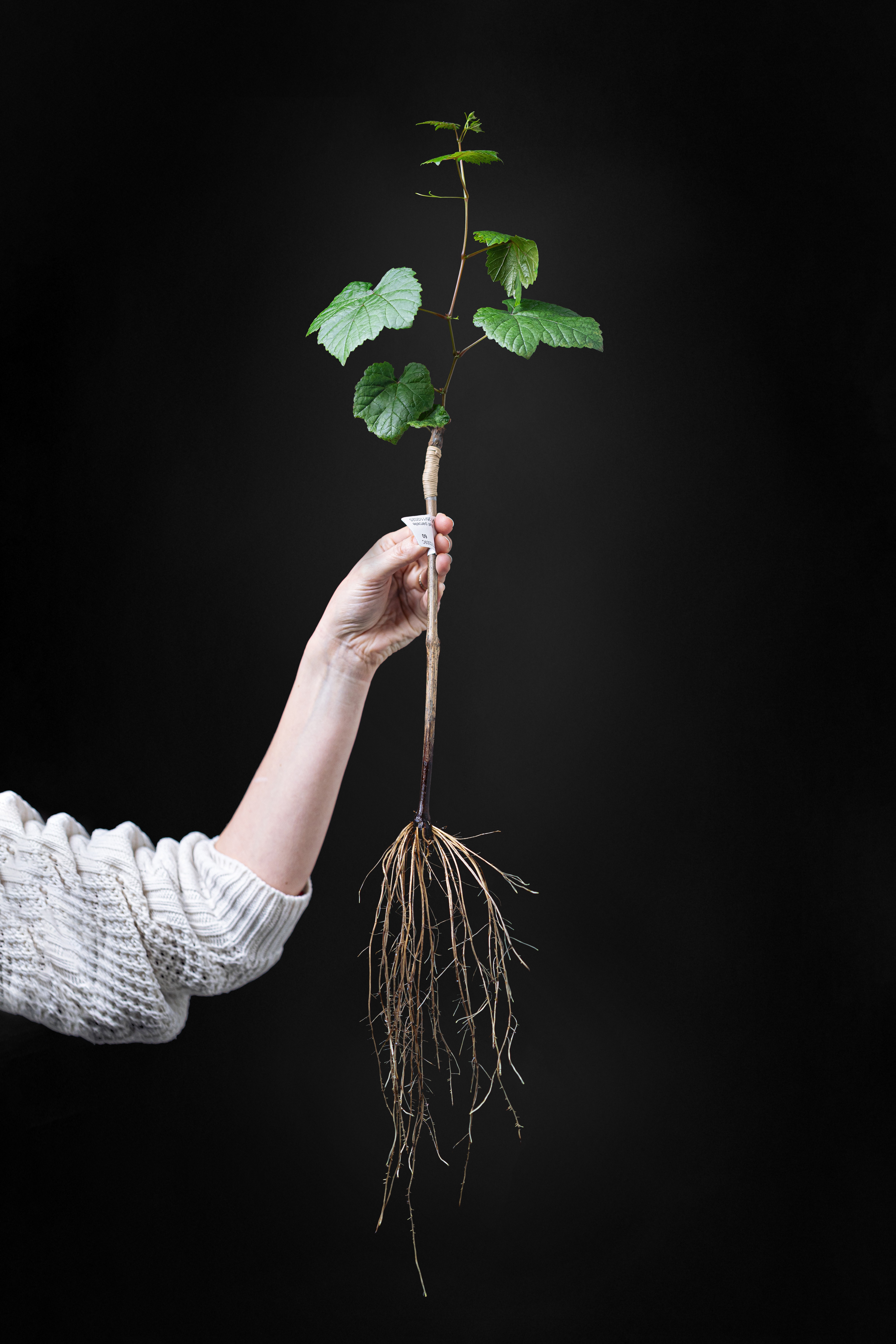 A smiling person with curly hair sits at a desk, looking at a laptop against a dark background.