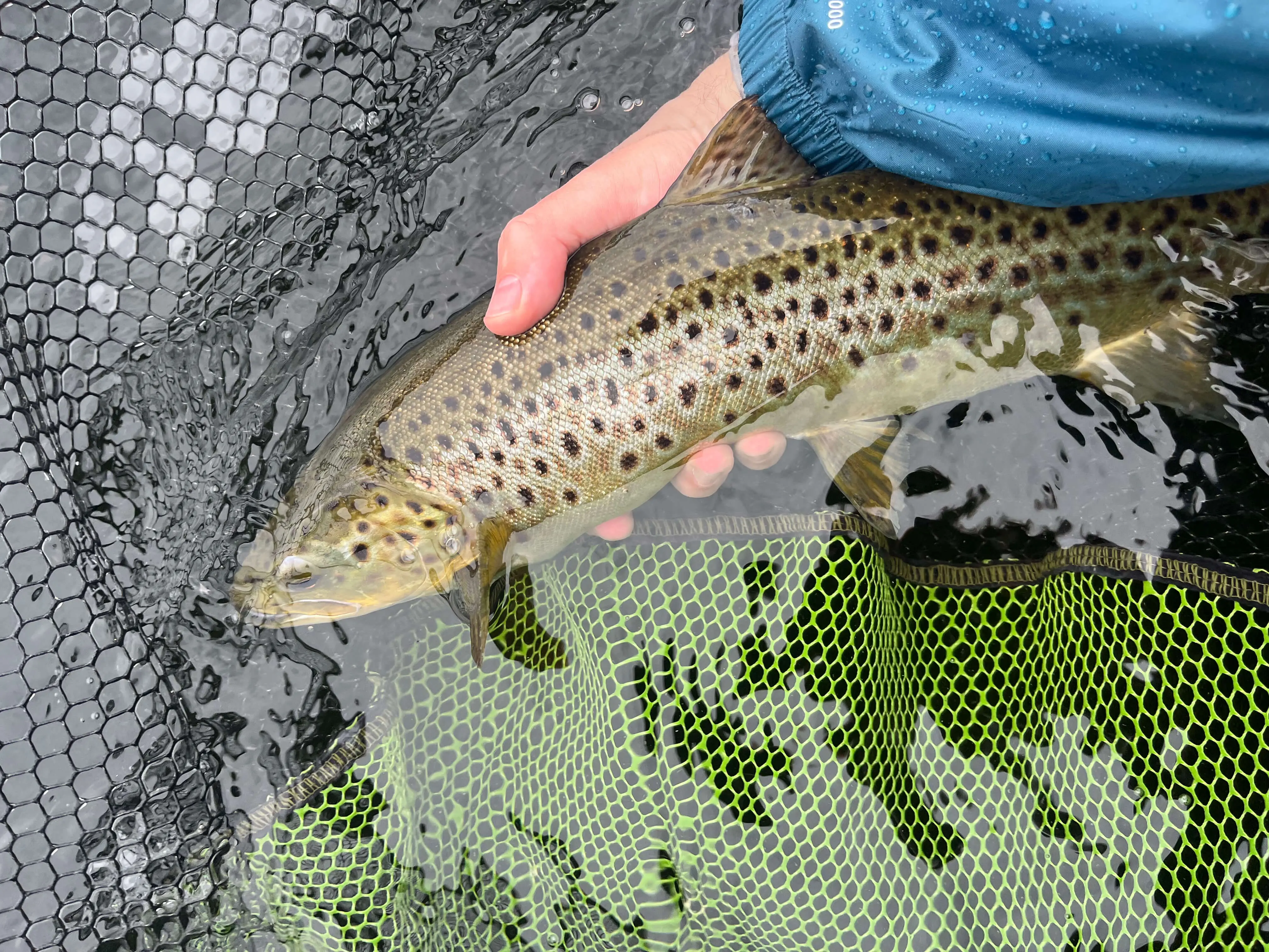 Two-pound wild brown trout from Lough Mask taken on a dry mayfly pattern