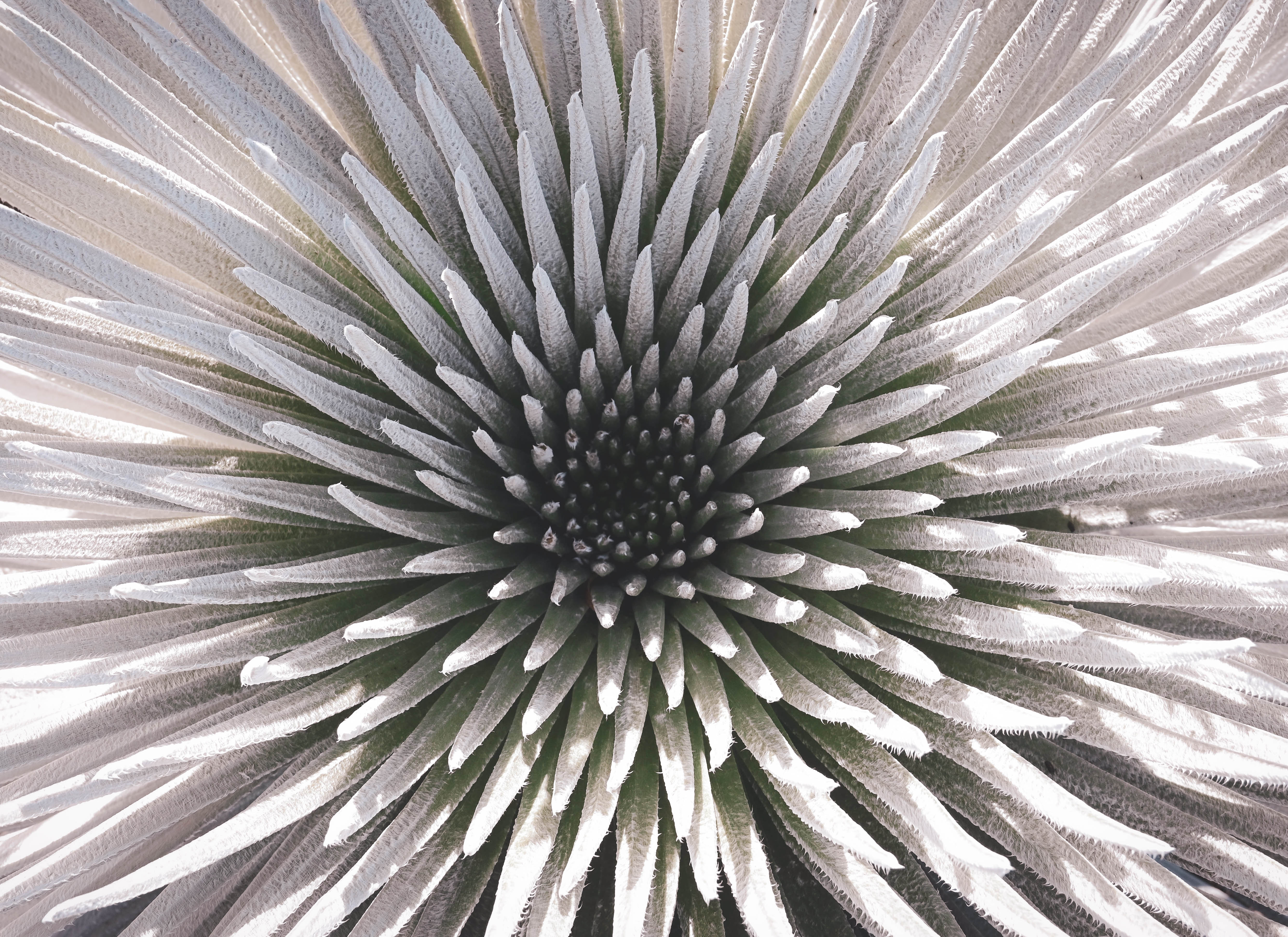 Silver Flora on Haleakalā