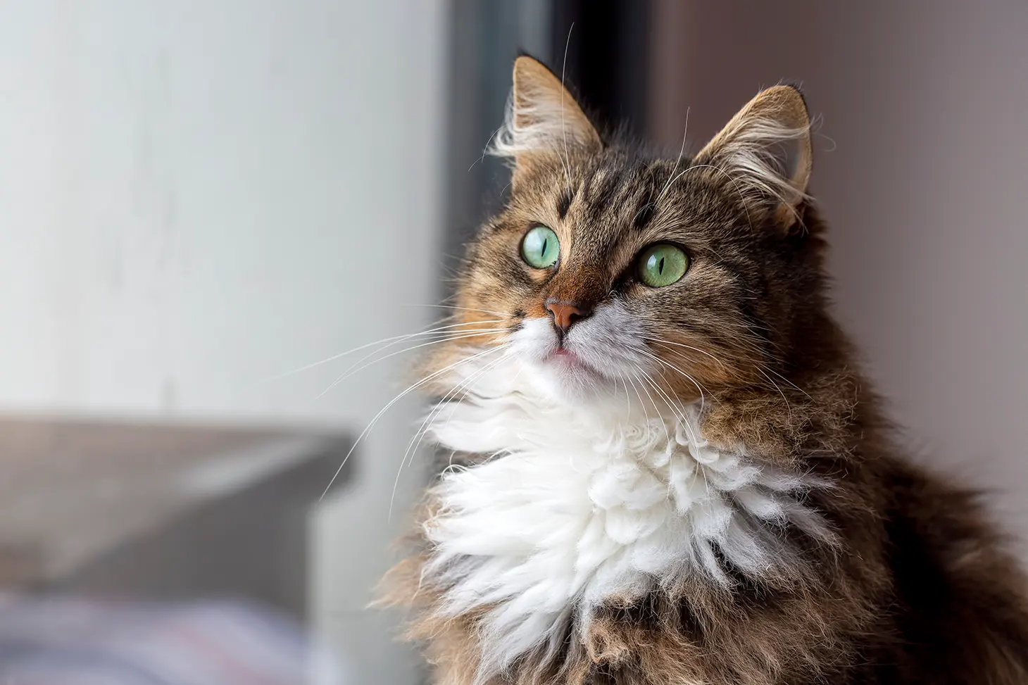 Illustration of a cat that had a lump on its back but was healed.