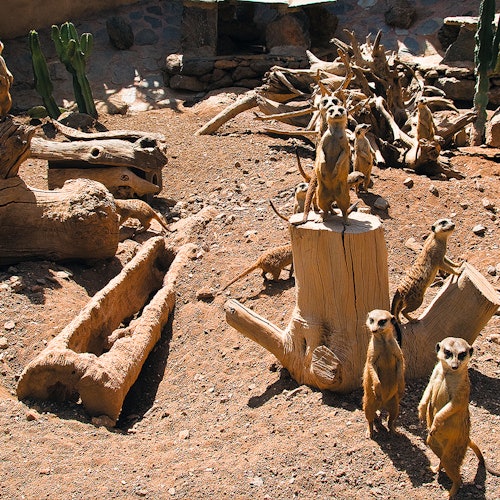 Meerdere stokstaartjes staan ​​op houten stammen en zanderige grond, omringd door boomstammen en stenen in een dierenverblijf.