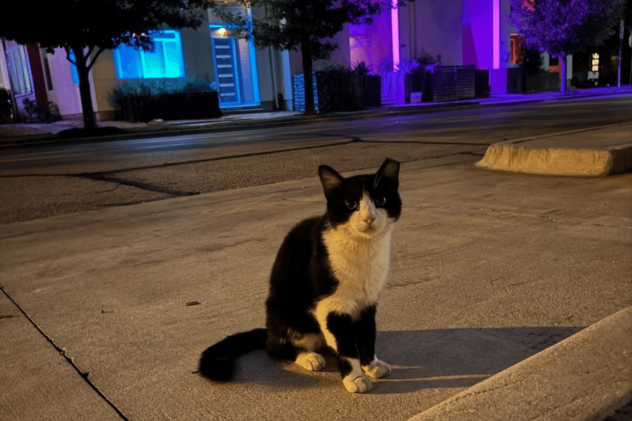 A feral cat roams down Garcia St. in Mueller