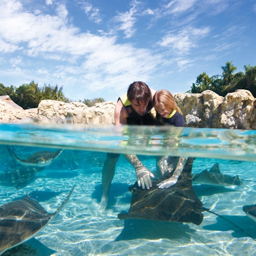 Two people in wetsuits interact with stingrays in a clear, shallow pool against a backdrop of rocks and greenery.