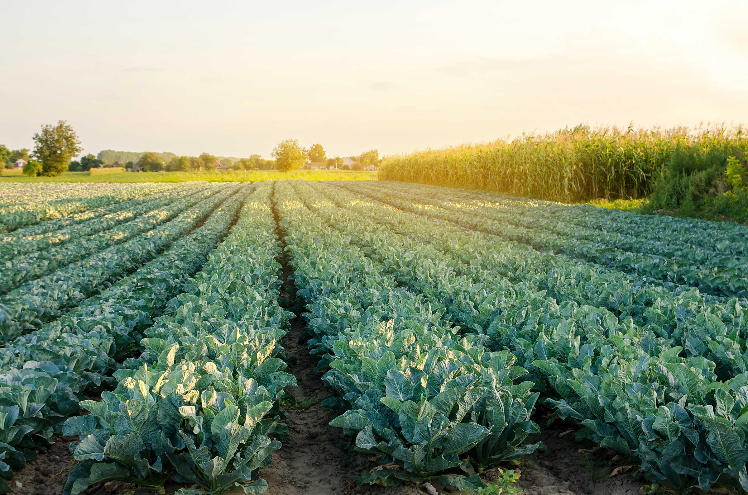 Rows of green cabbage plants growing in agricultural field at sunrise with corn crop in background