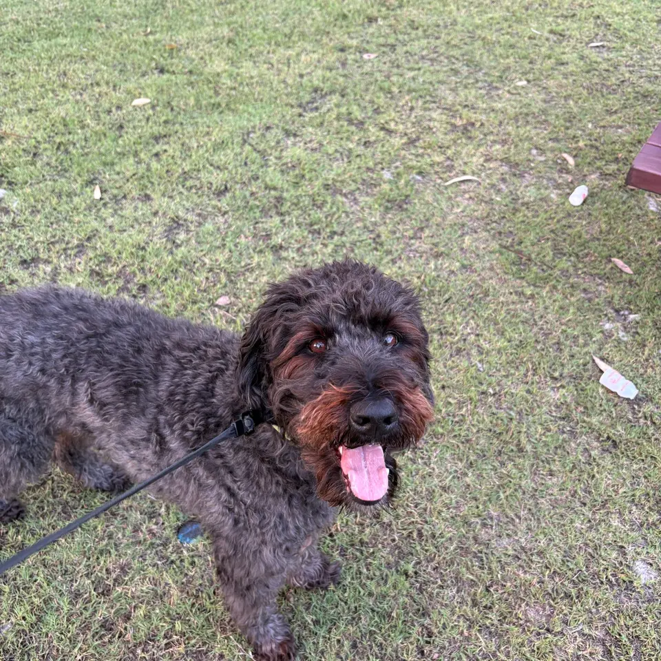 Murphy the Australian Cobberdog