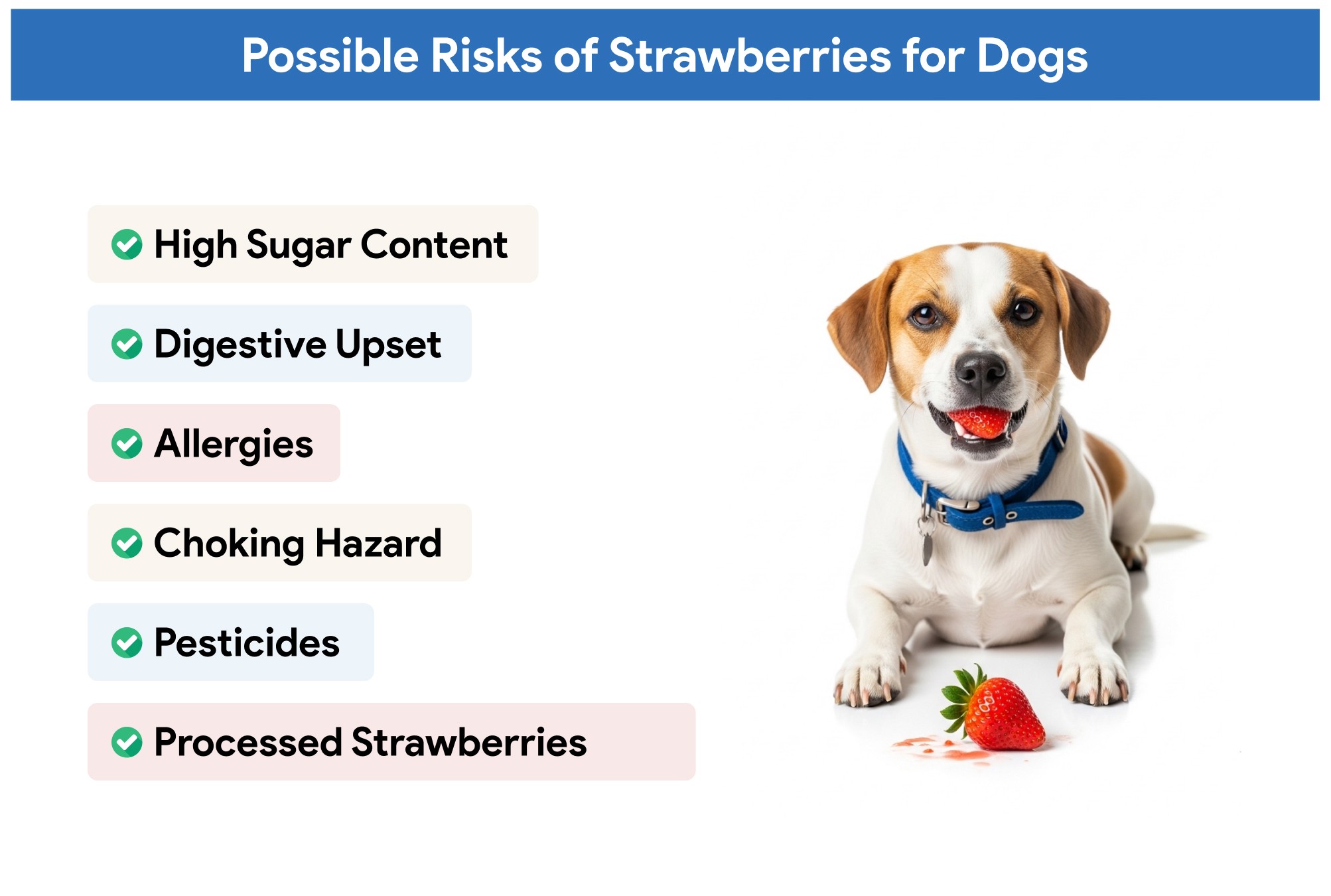 An infographic showing the risks of strawberries for dogs.
