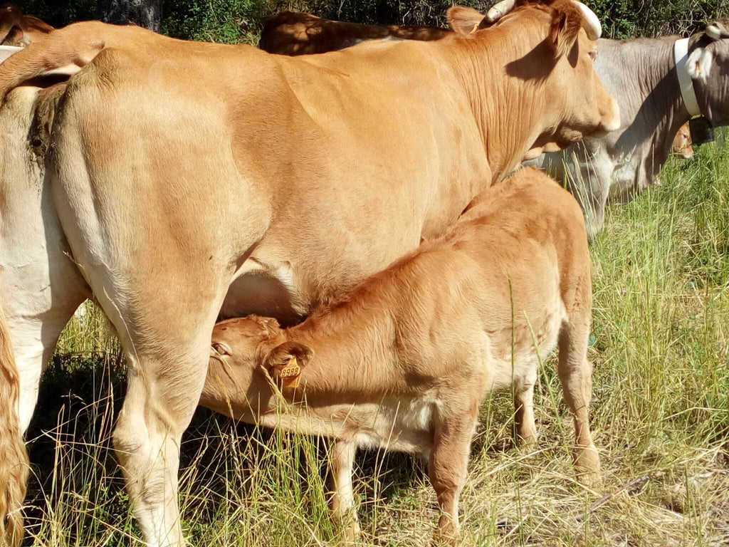 Transporte de porcinos