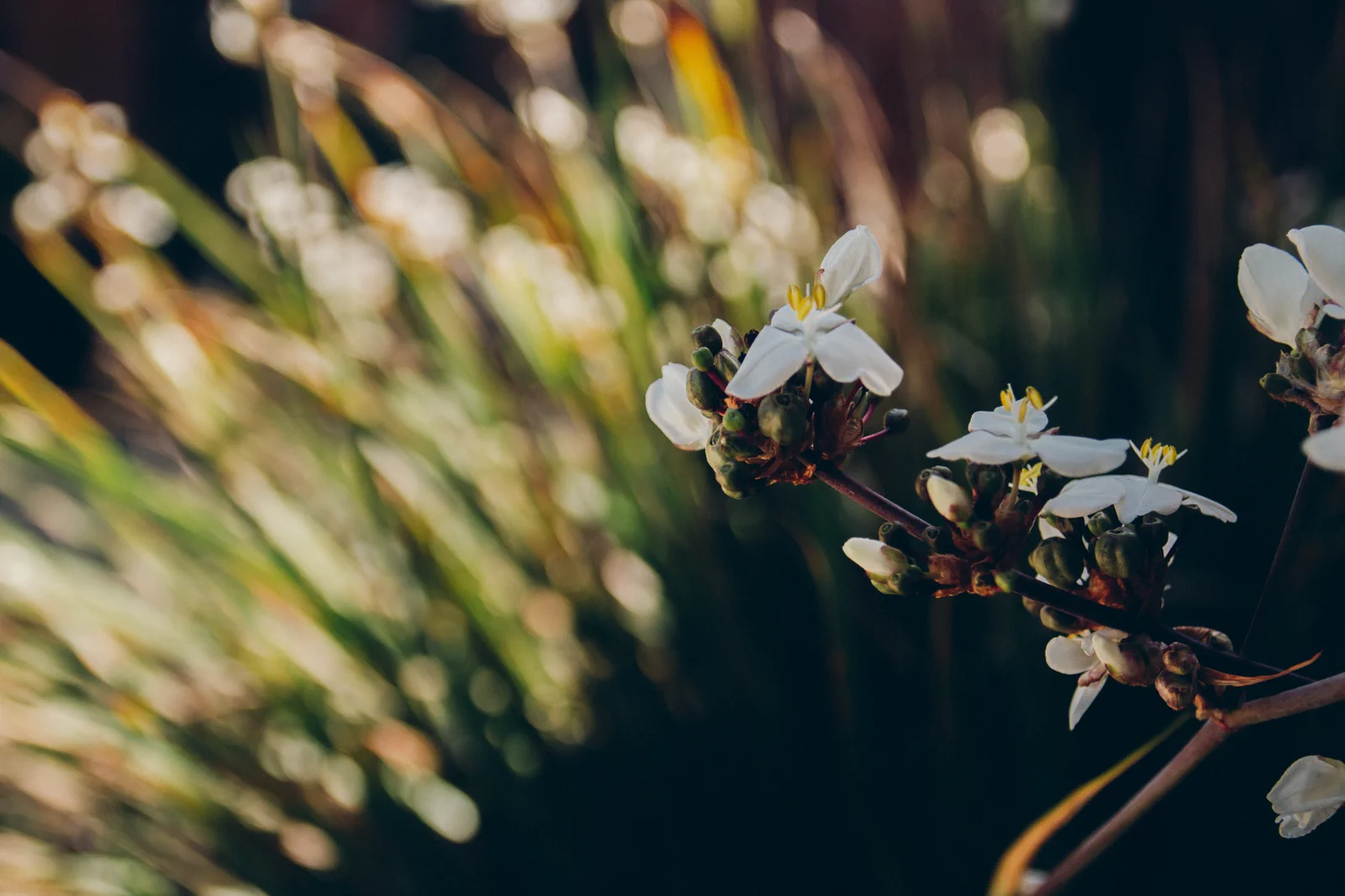 Close-up of white flowers