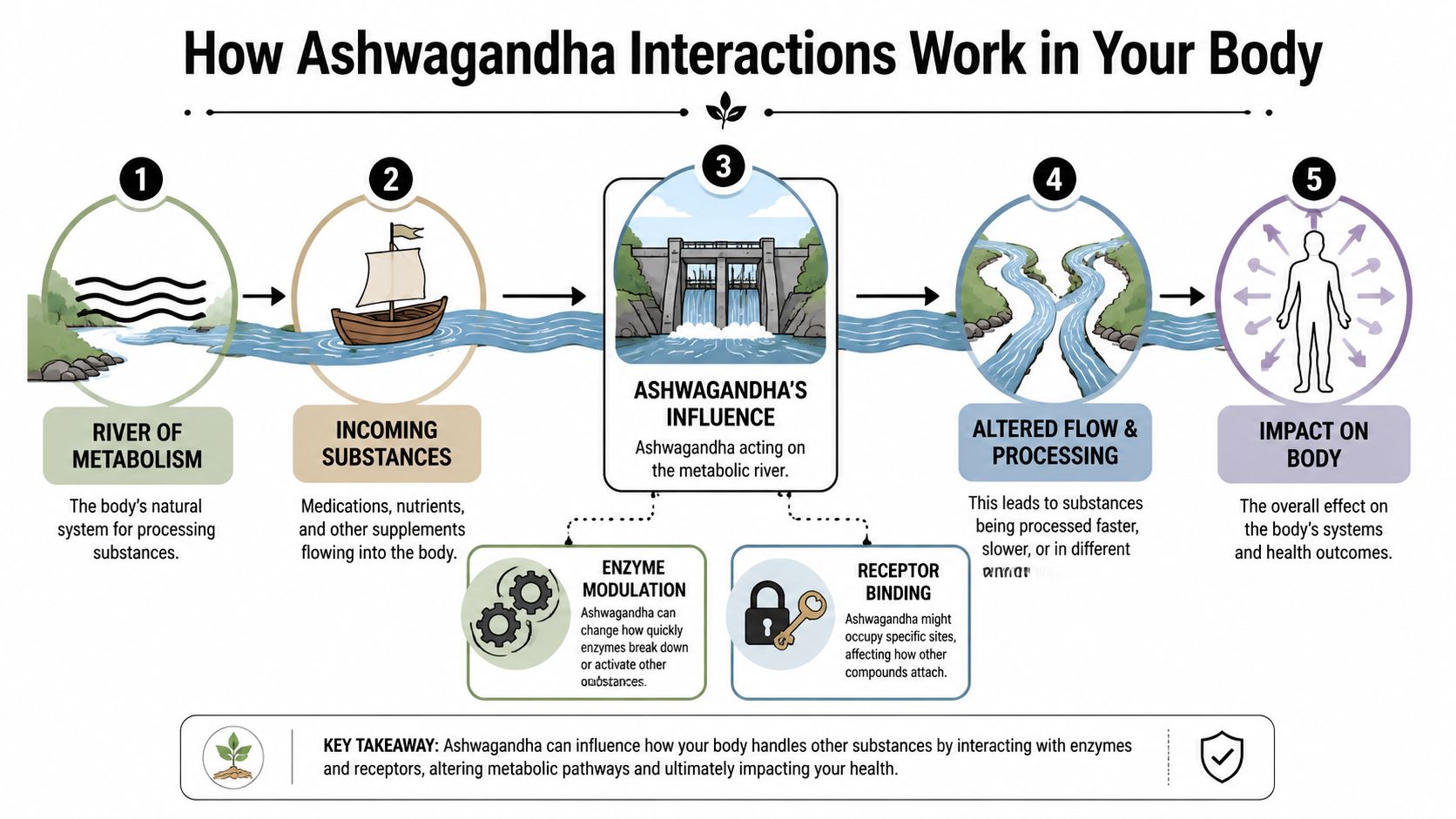 An infographic illustrating how Ashwagandha interacts with metabolic processes, enzymes, and receptors in the human body.