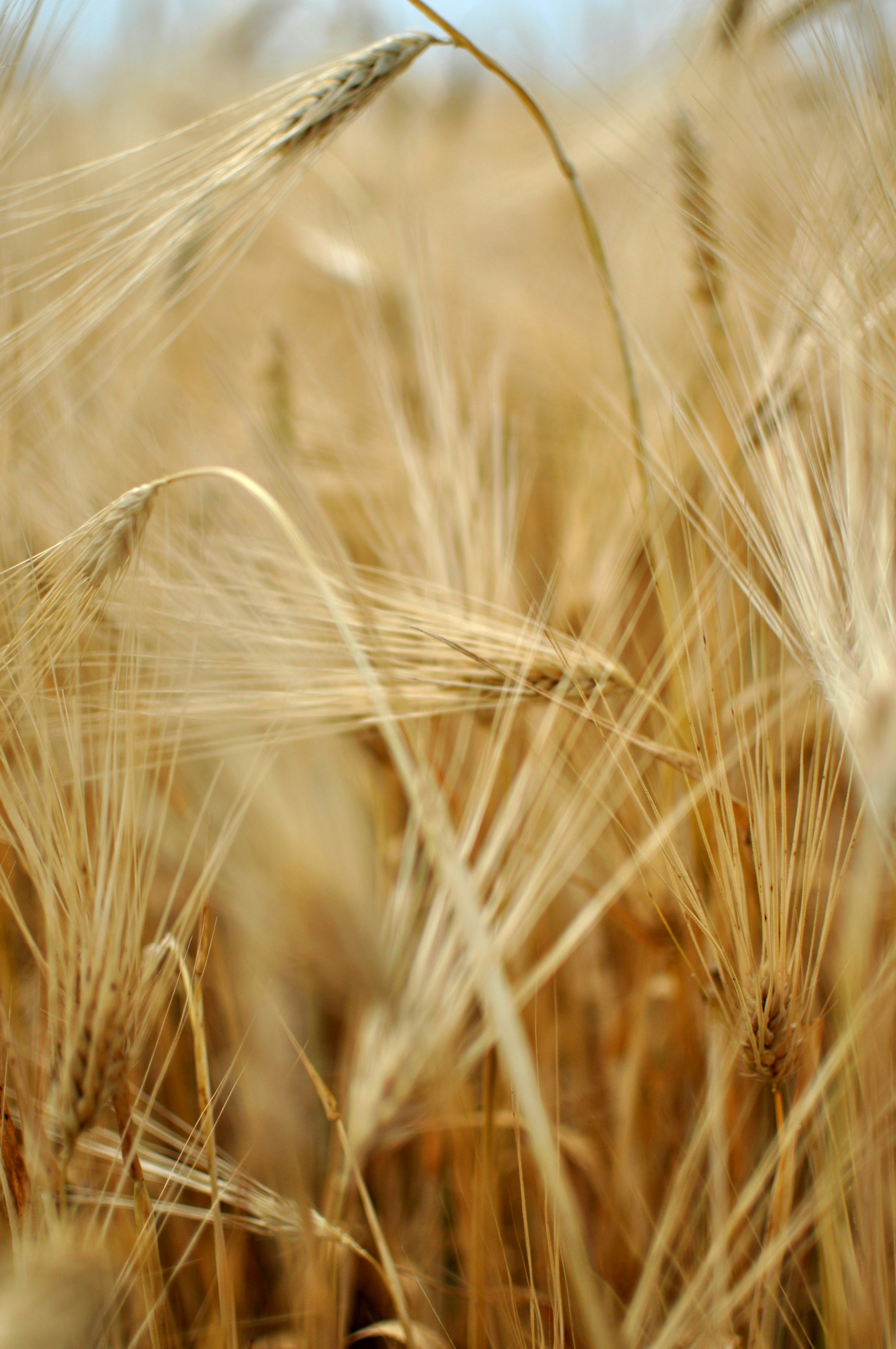 a close up of wheat
