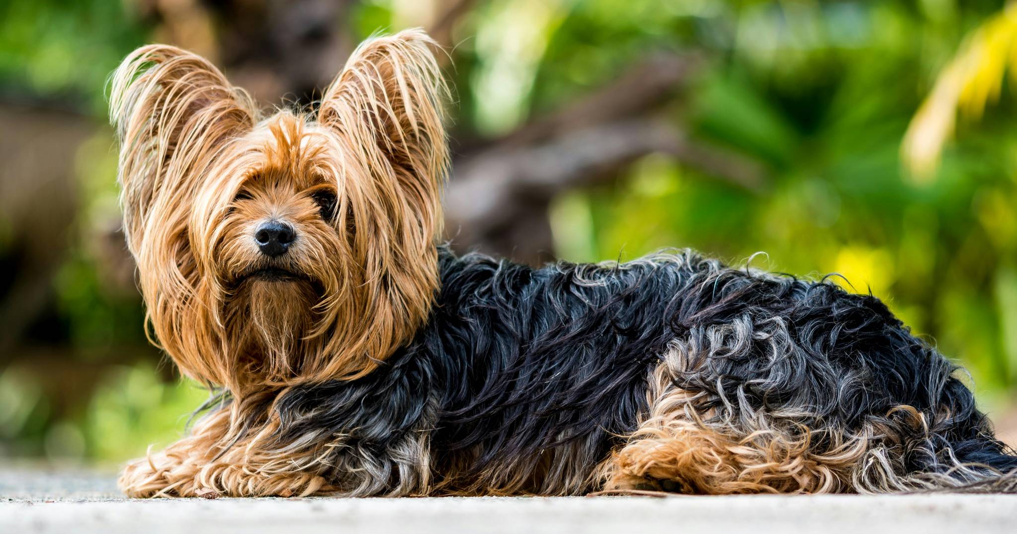Yorkshire Terrier Physical Characteristics