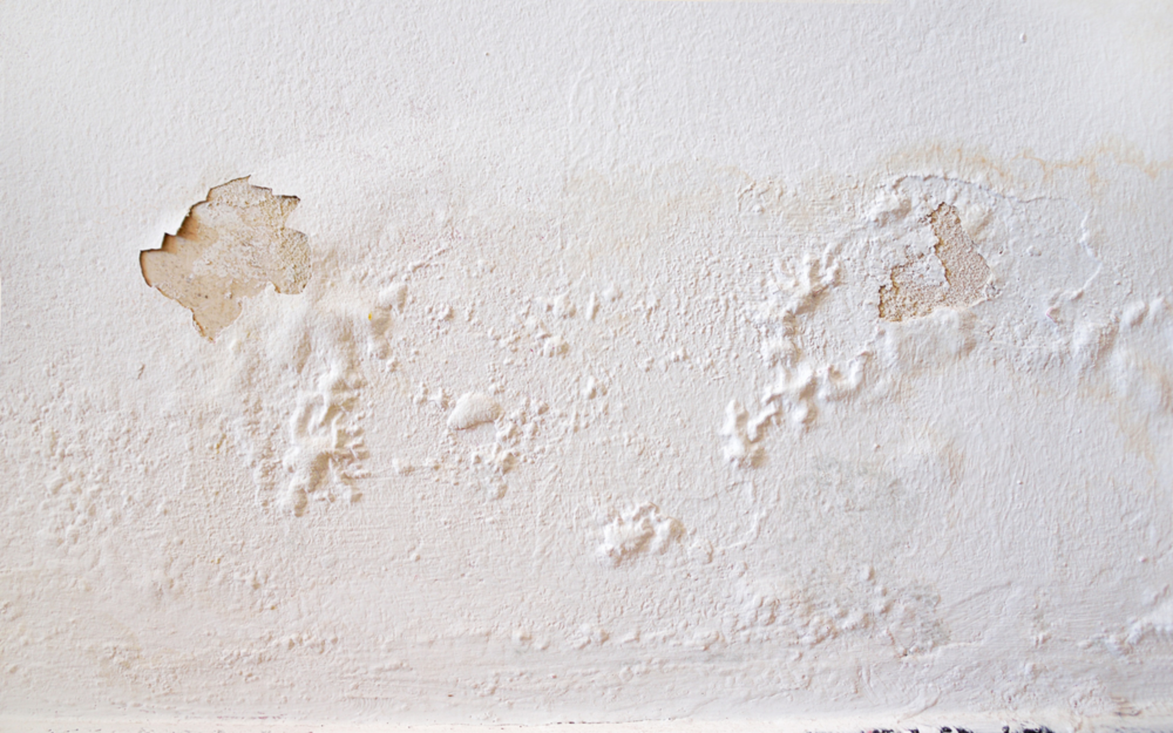 7 Signs You Have Mold in Your Home and What to Do