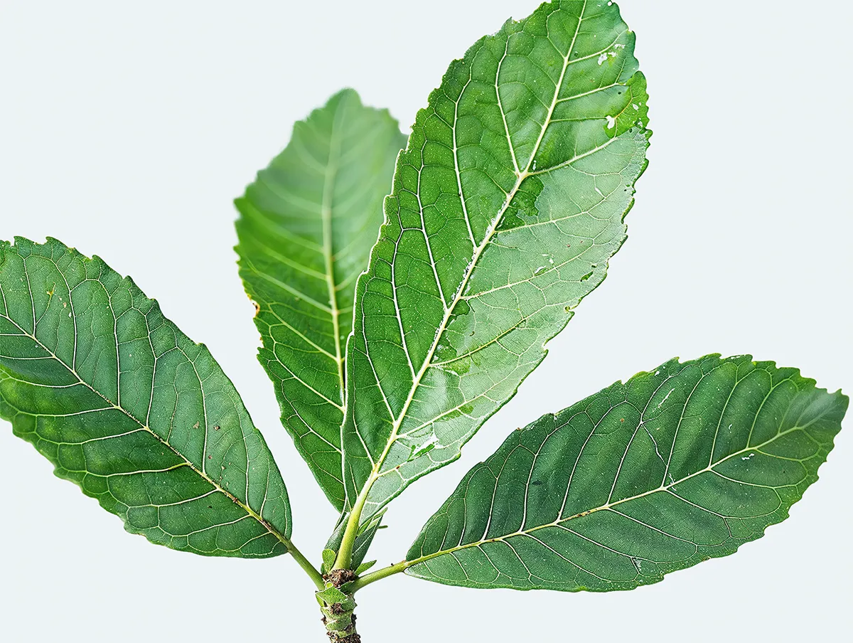 Yerba mate leaves