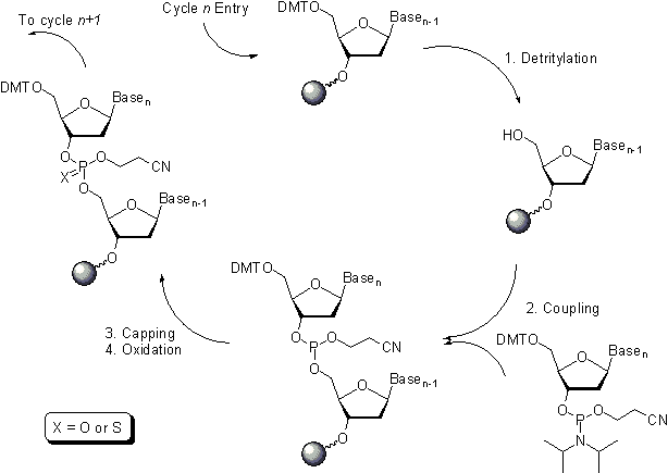 Oligocycle