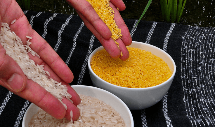Golden Rice