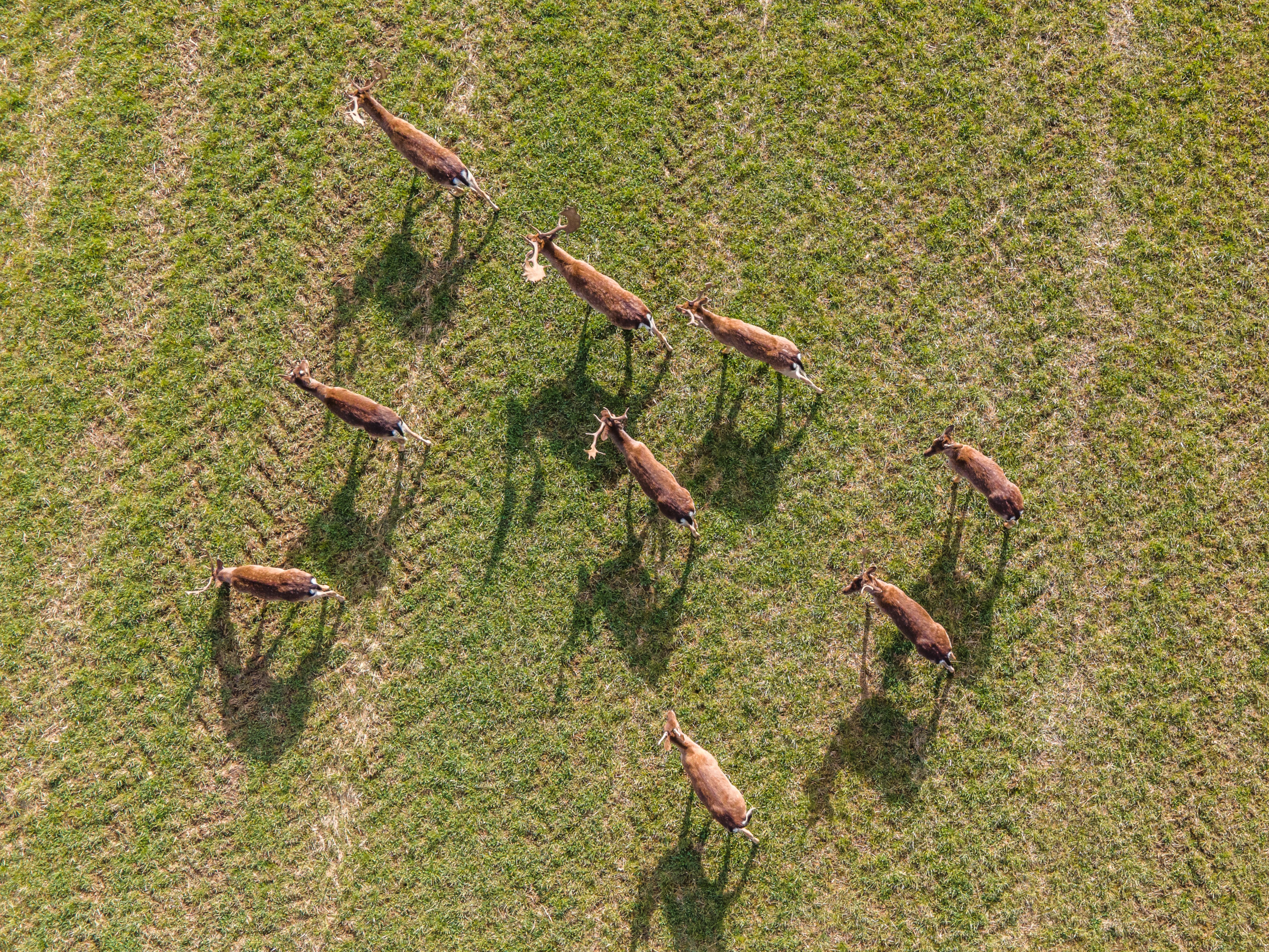 Aerial view of several wild deer walking in a loose group across a wide, lush green meadow, surrounded by open grassland under natural daylight.