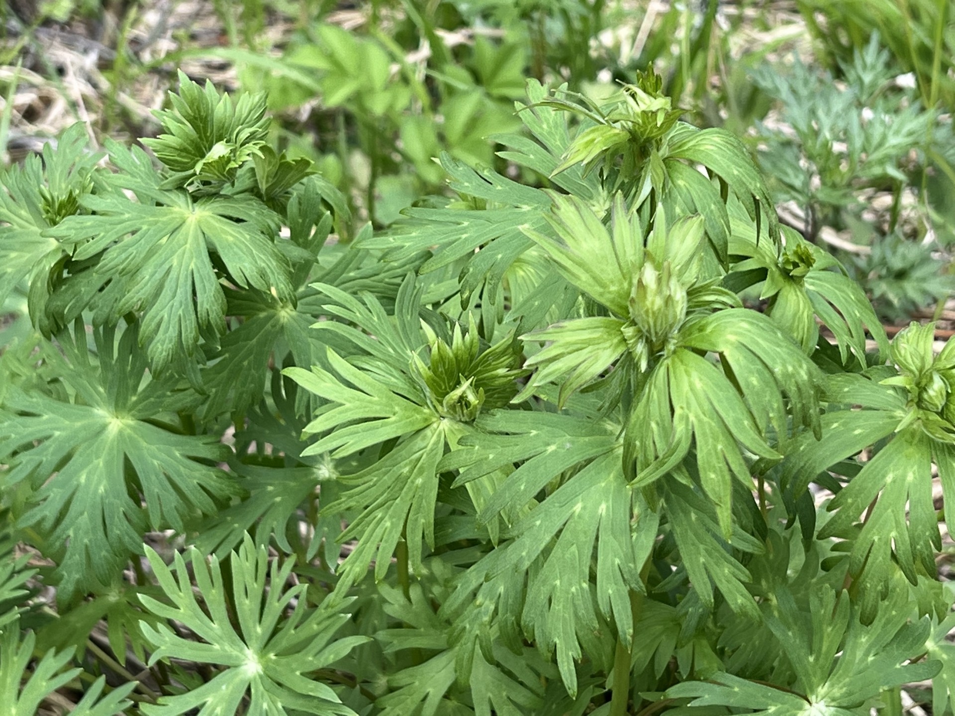 山中に生えるトリカブトの葉｜【医師監修】トリカブトとニリンソウの見分け方