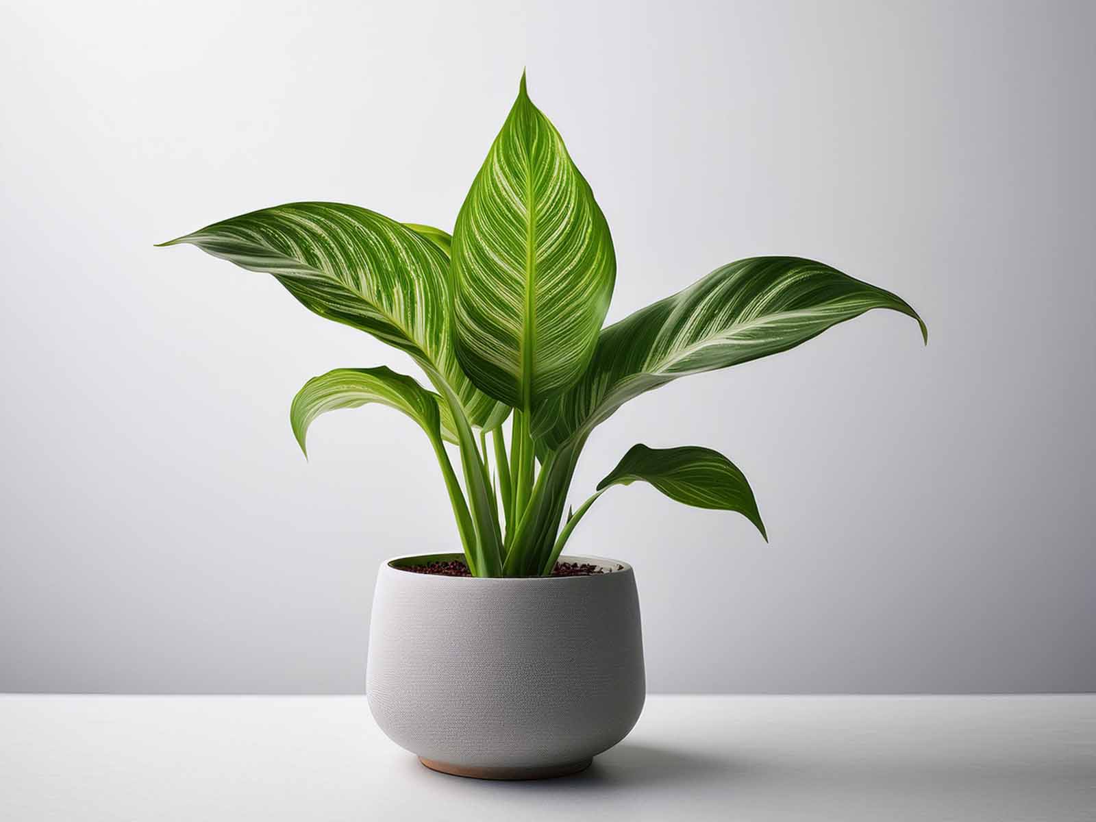 Dieffenbachia plant with large variegated leaves in a modern St. Louis office, supplied by Tropical Decor