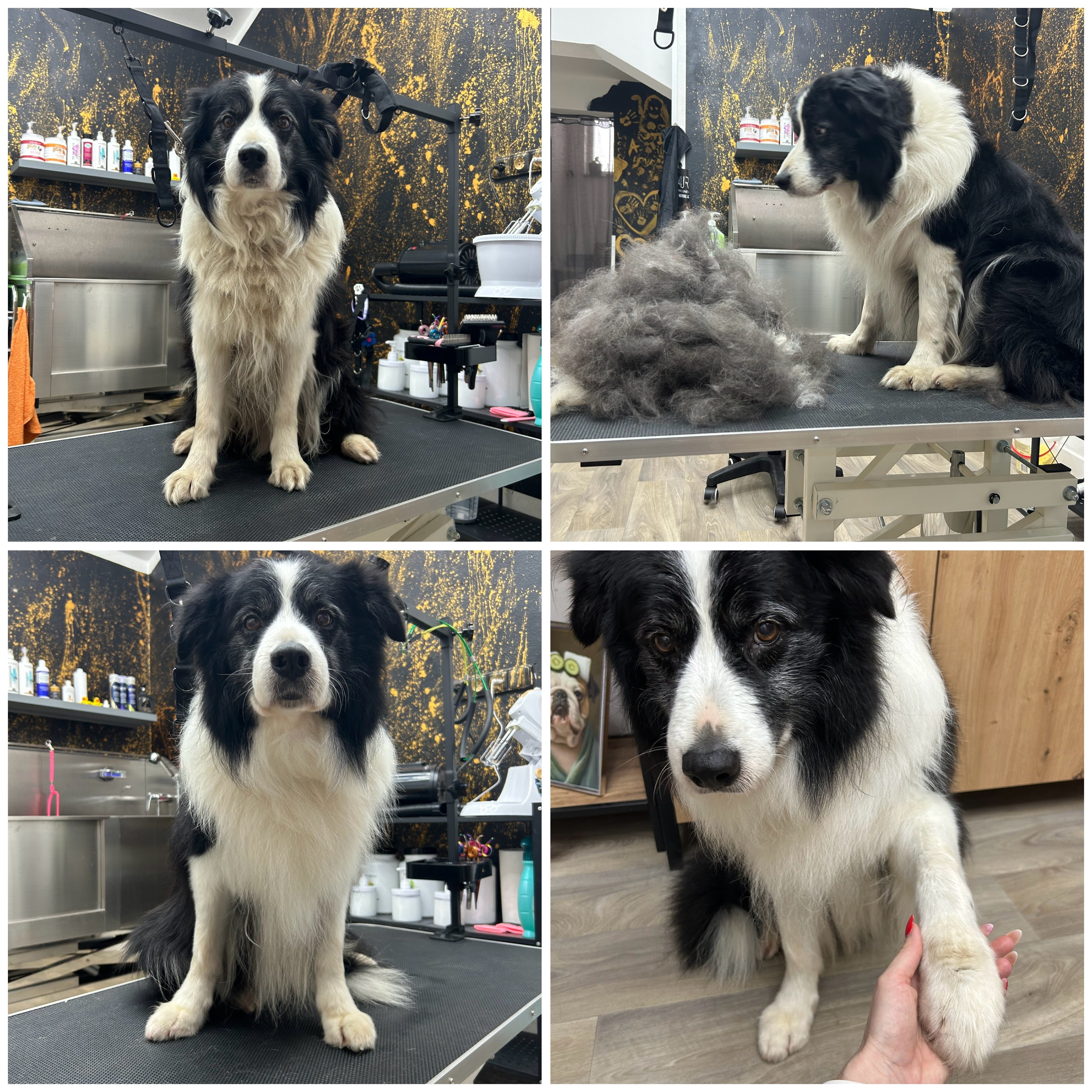 Moderní interiér psího salónu s elegantním pultem, šestiúhelníkovým osvětlením a dekorací a vybavením s psí tematikou.