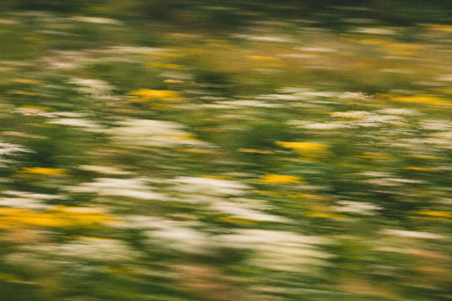 Photo abstraite, floue par le mouvement : prairie de fleurs blanches et jaunes
