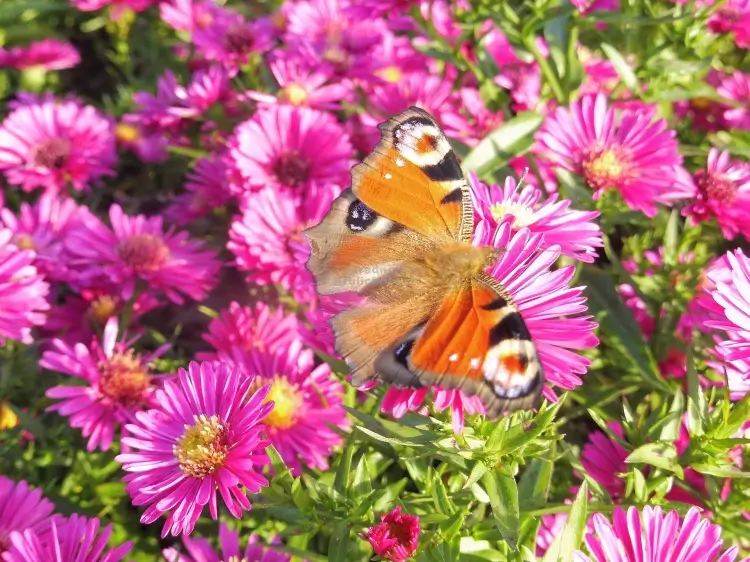 Aster dumosus 'Jenny'