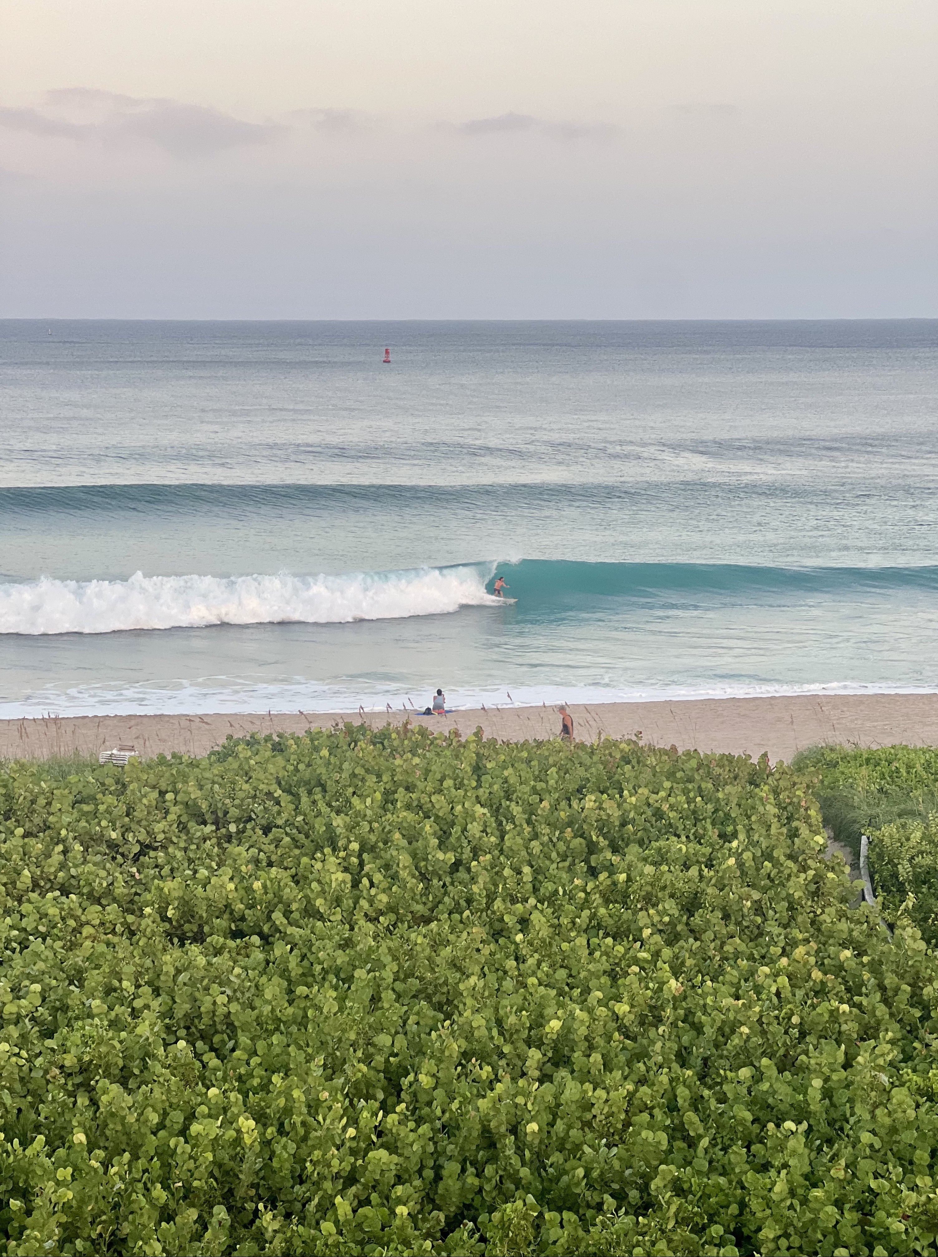 A dawn wave breaking beyond the sea grape in Palm Beach