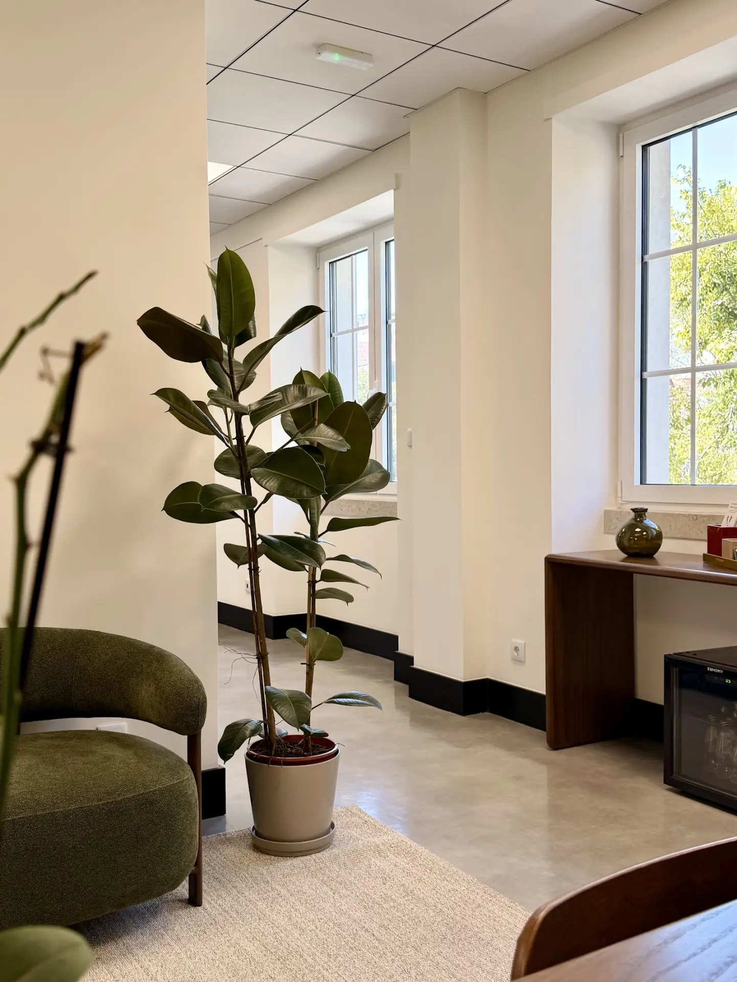 Greenery in a bright corner of the clinic