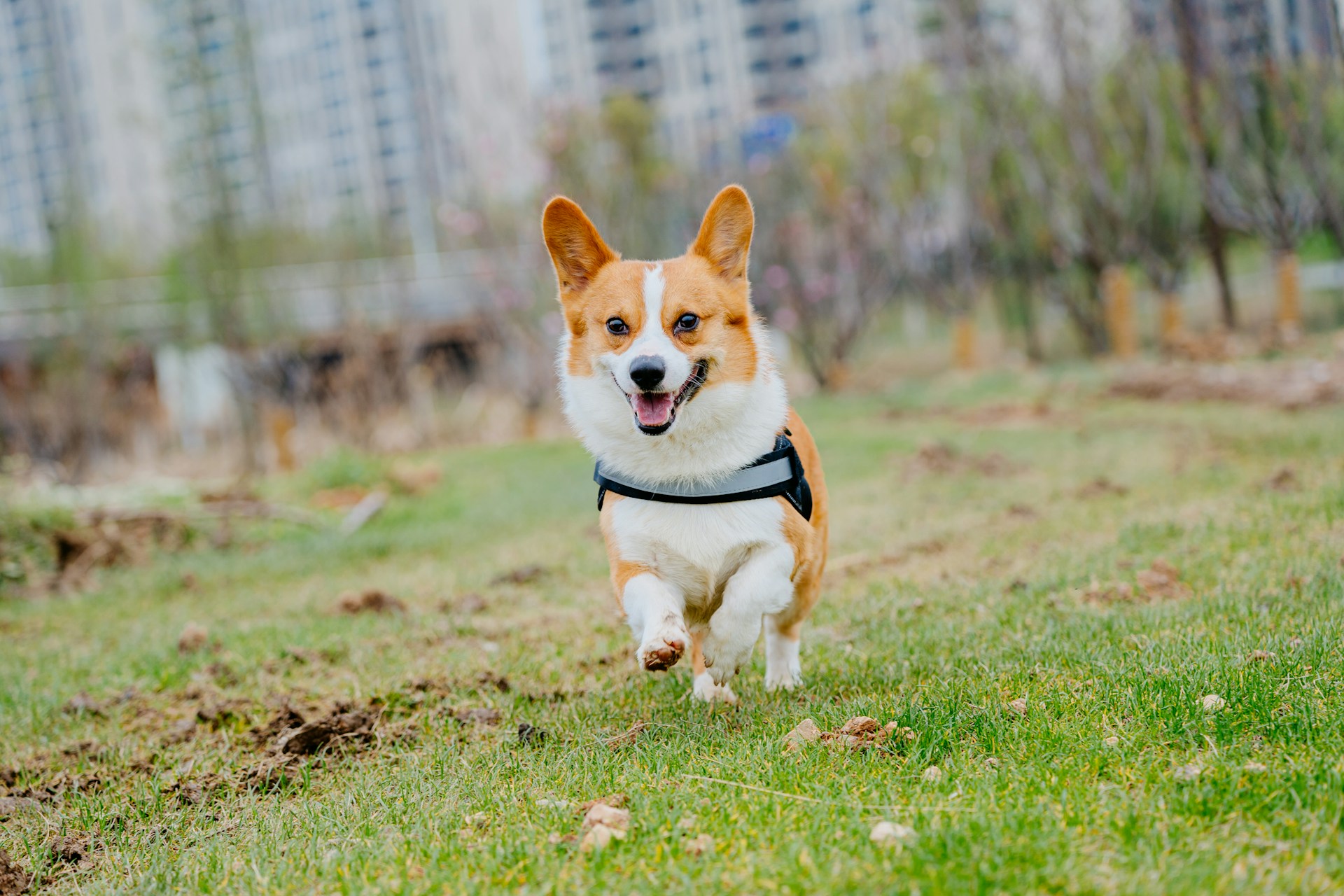 a corgi dog running in a grassy field
