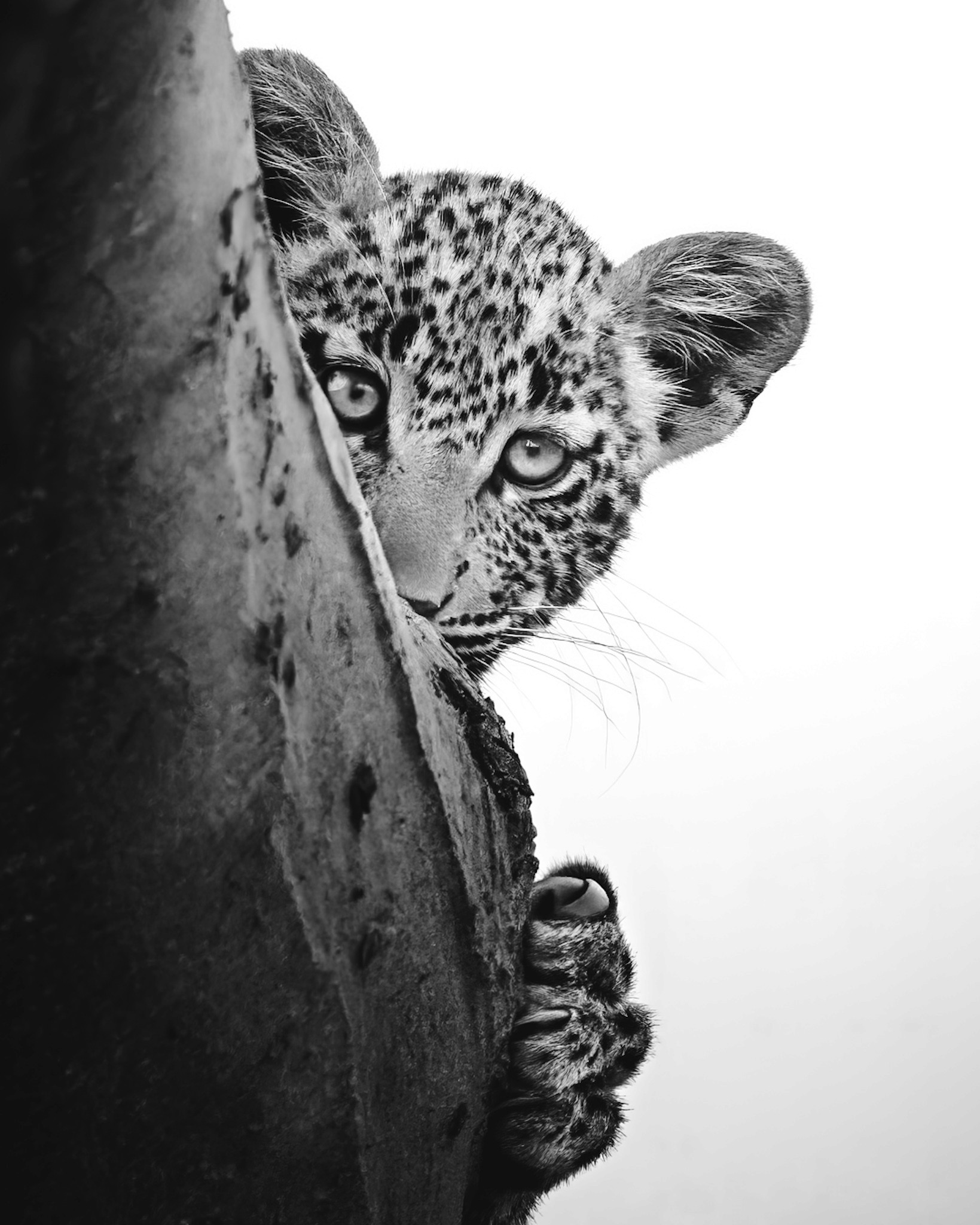 Maasai Mara wildlife