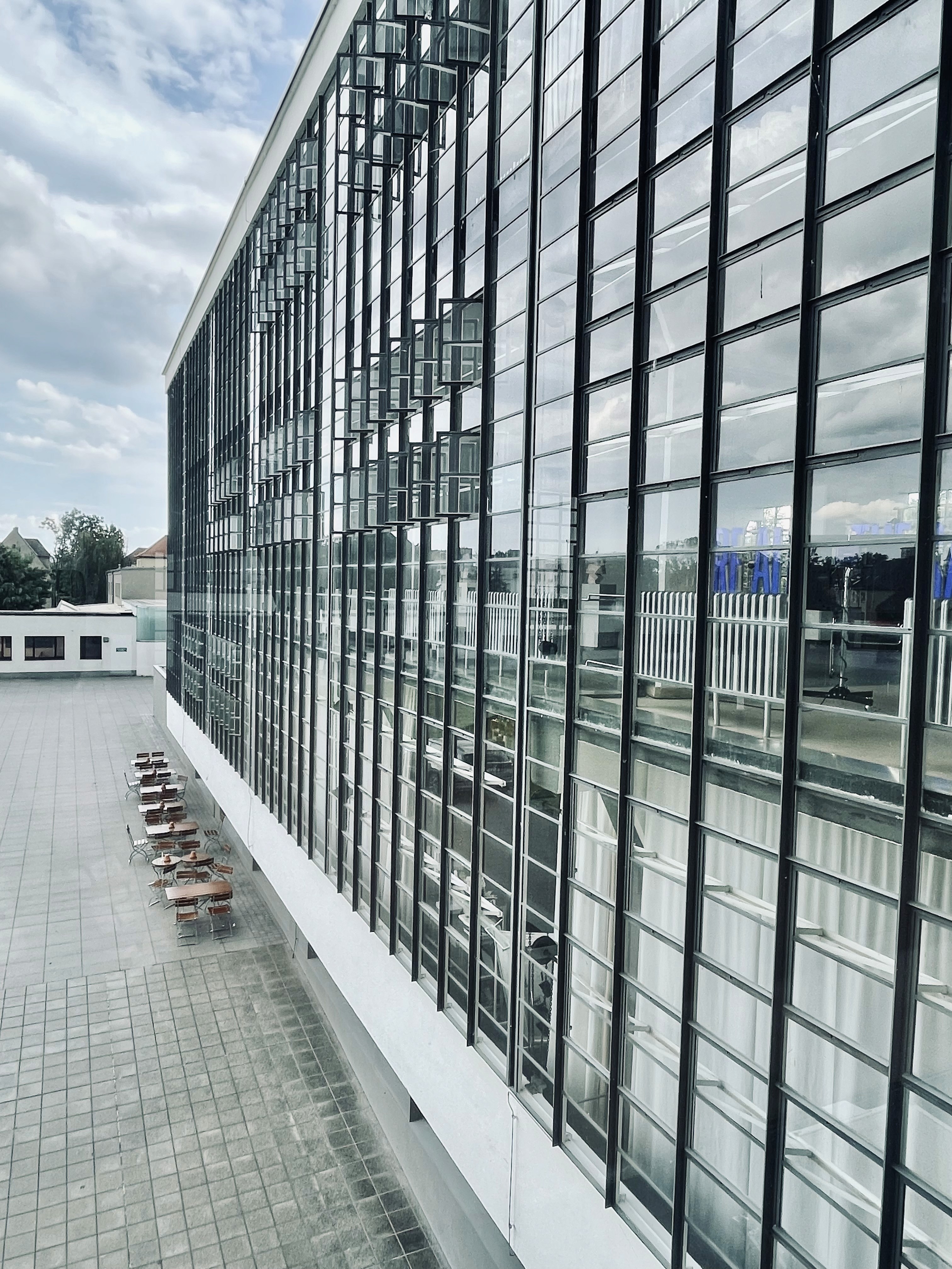 yellow Labrador retriever biting yellow tulip flower