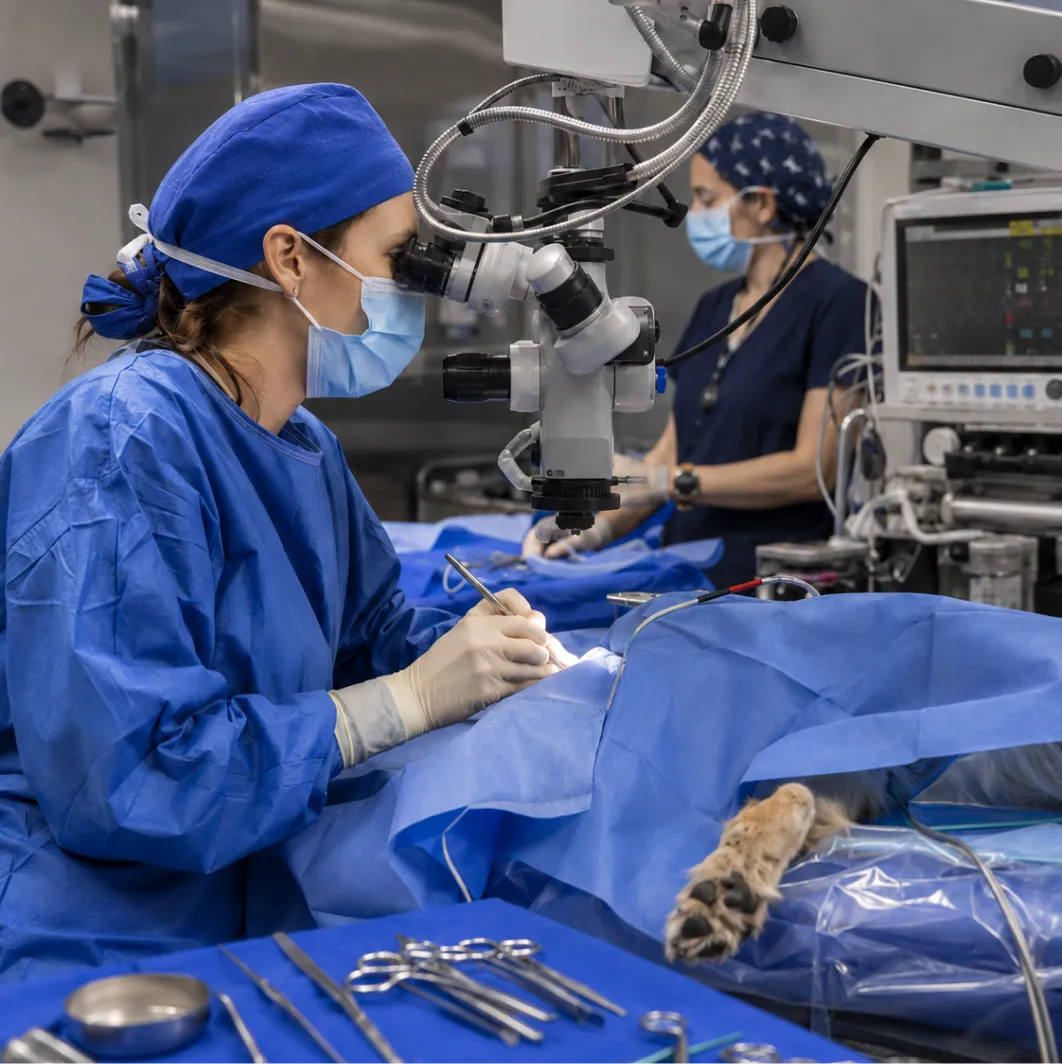 Imagem do serviço veterinário Microcirurgias