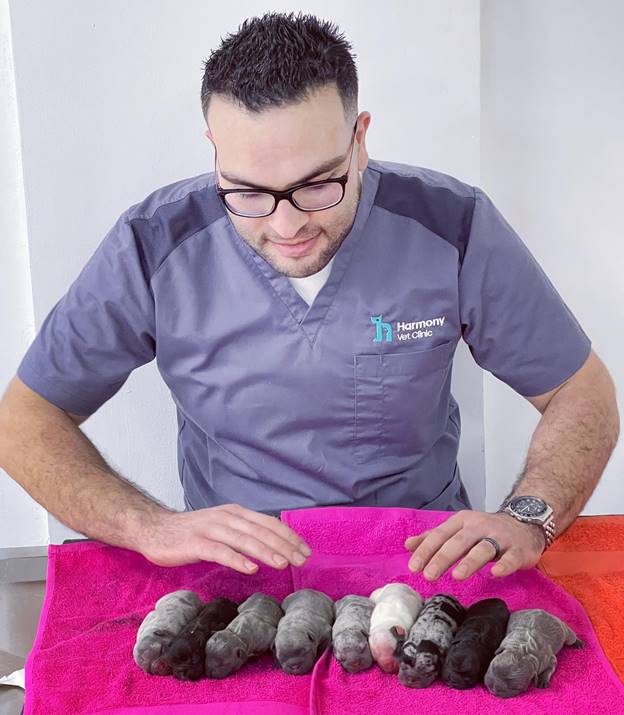 A Harmony Vet Clinic veterinarian with nine newborn puppies delivered via C-section.