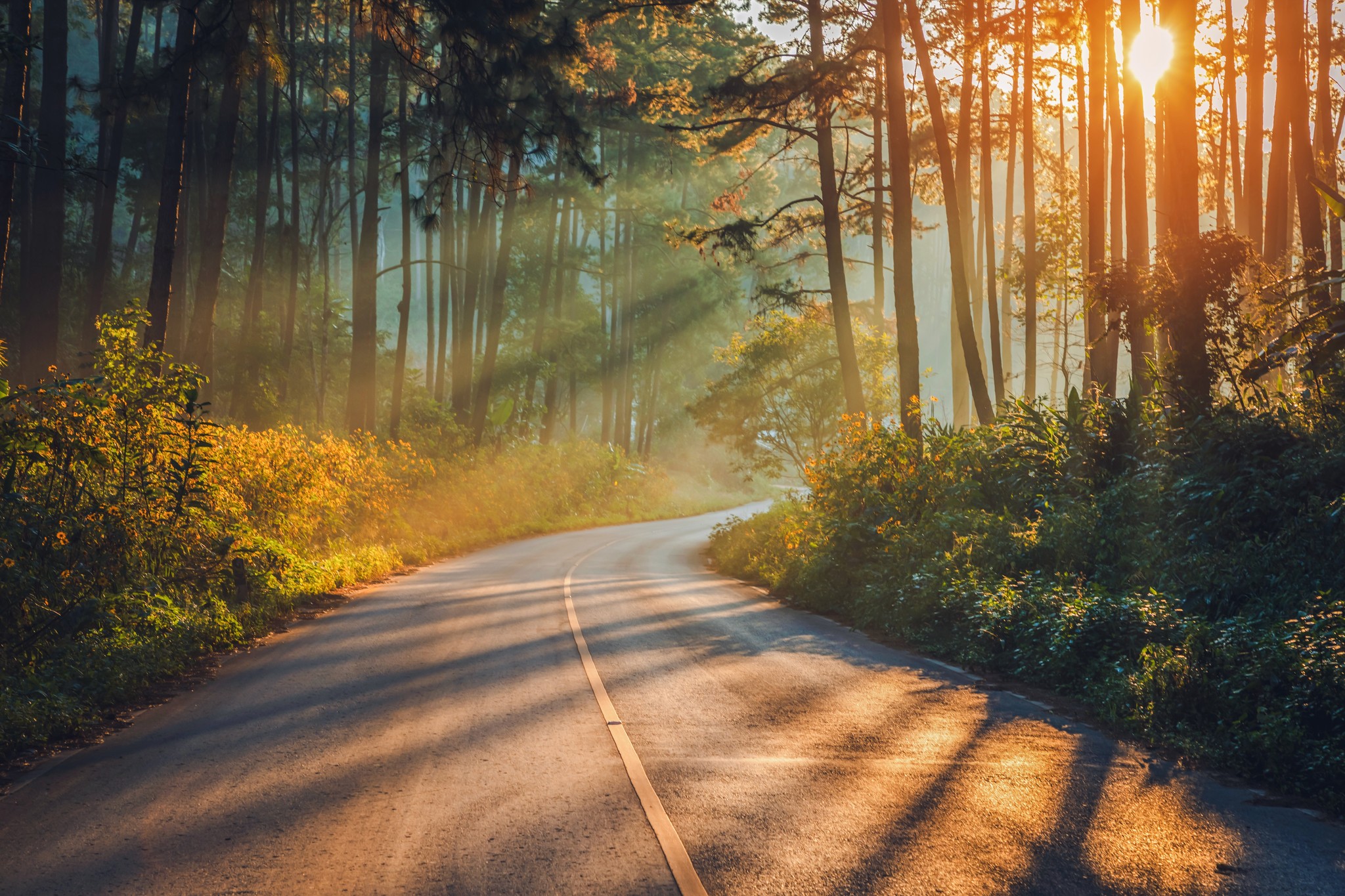 A low-hanging sun shines warm light through trees alongside a winding highway.