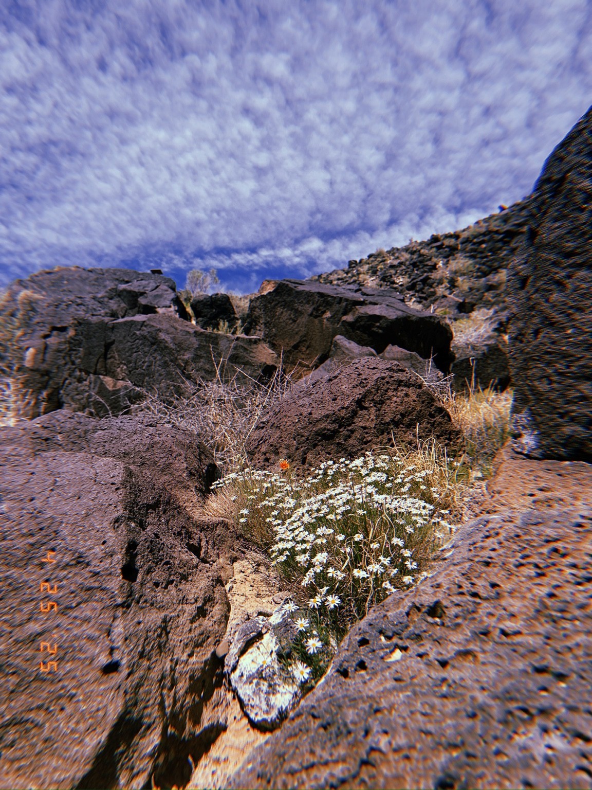 Small white wildflowers grow between dark porous rocks beneath a textured blue and white sky.