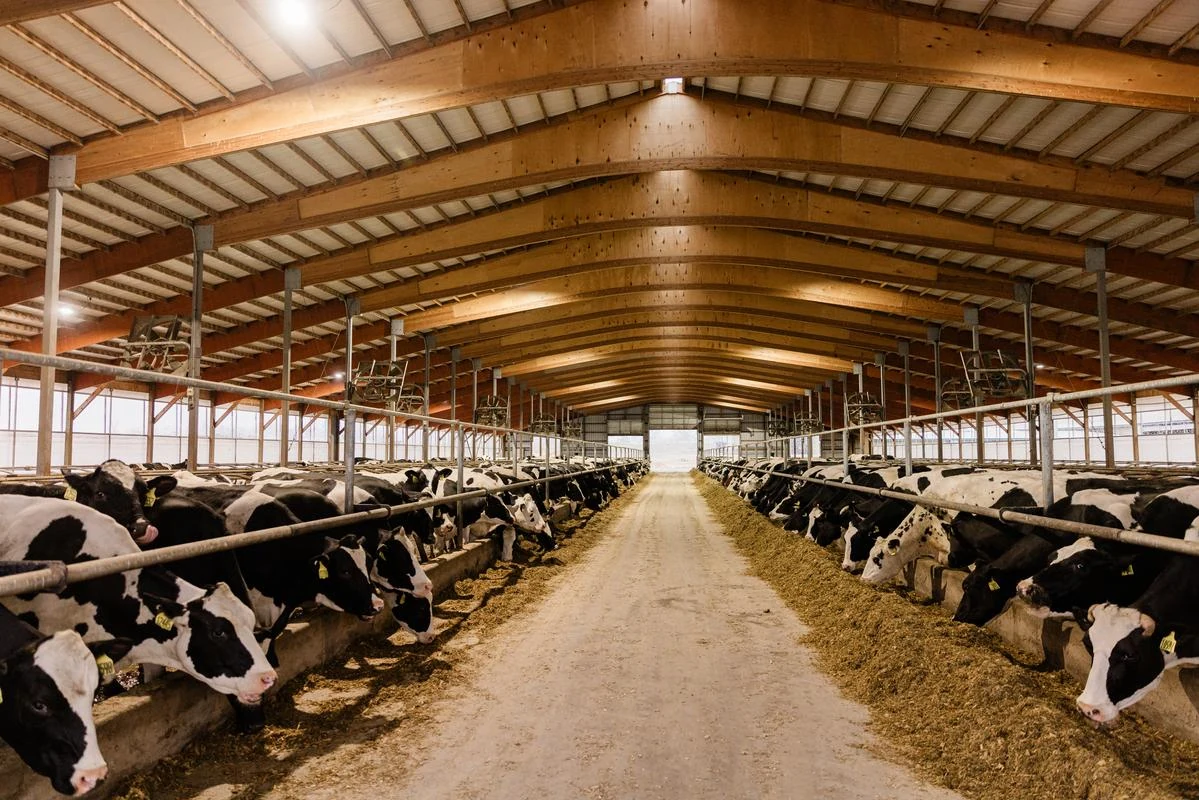 Spacious barn with cows feeding at the farm