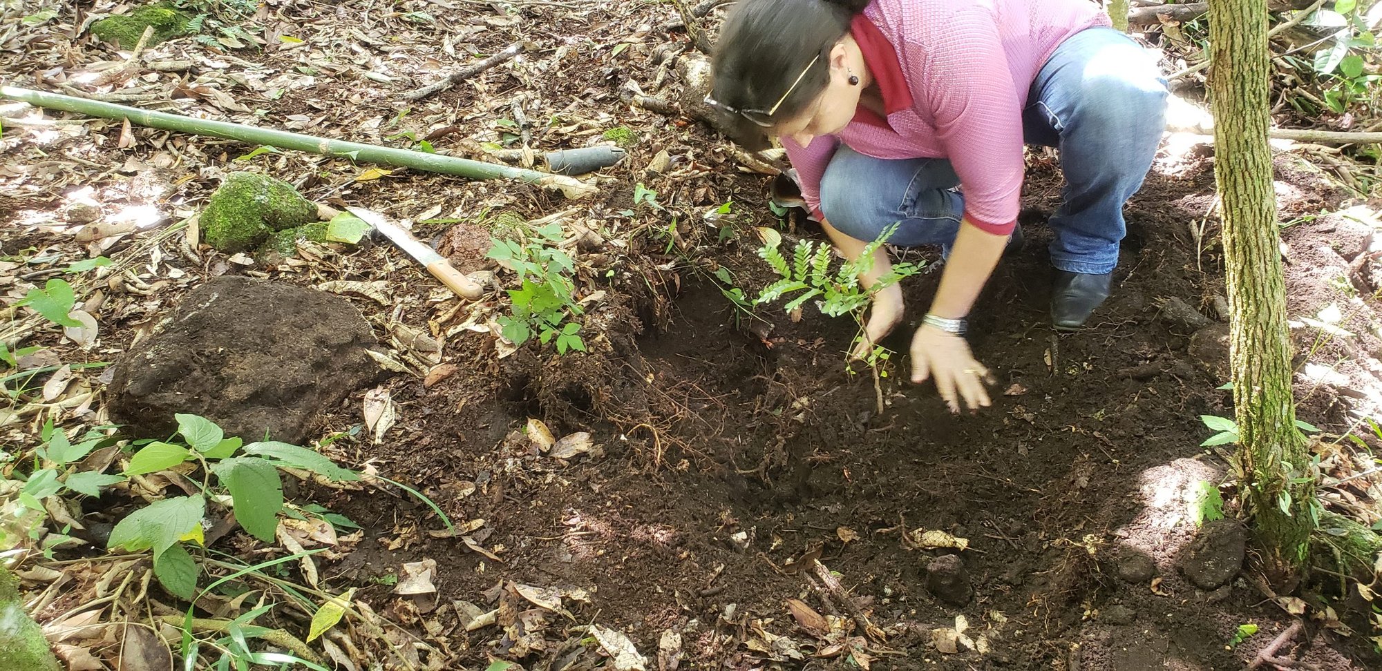 Mulher agachada planta muda em cova aberta em solo de mata